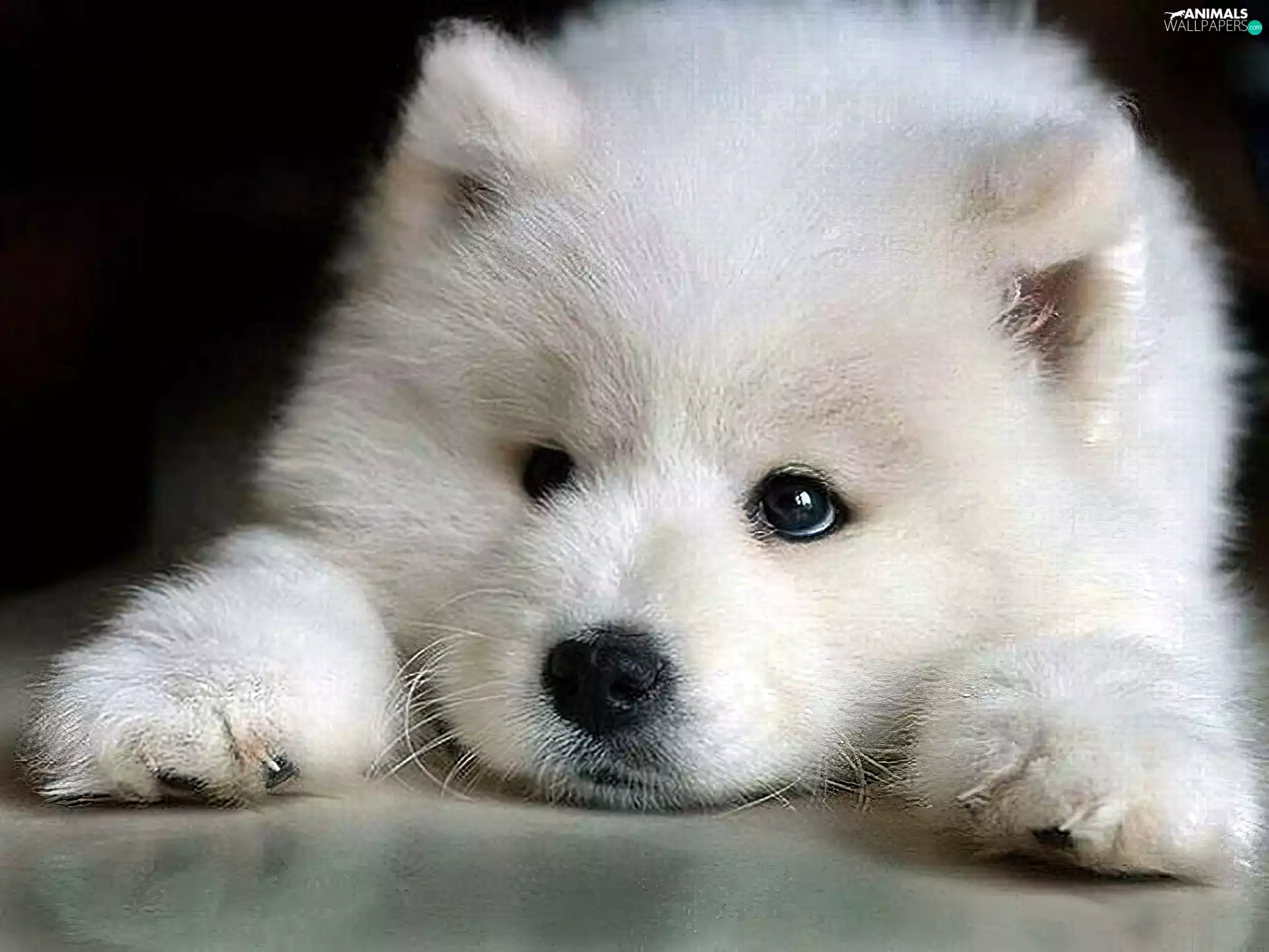 Samojed, White, doggy