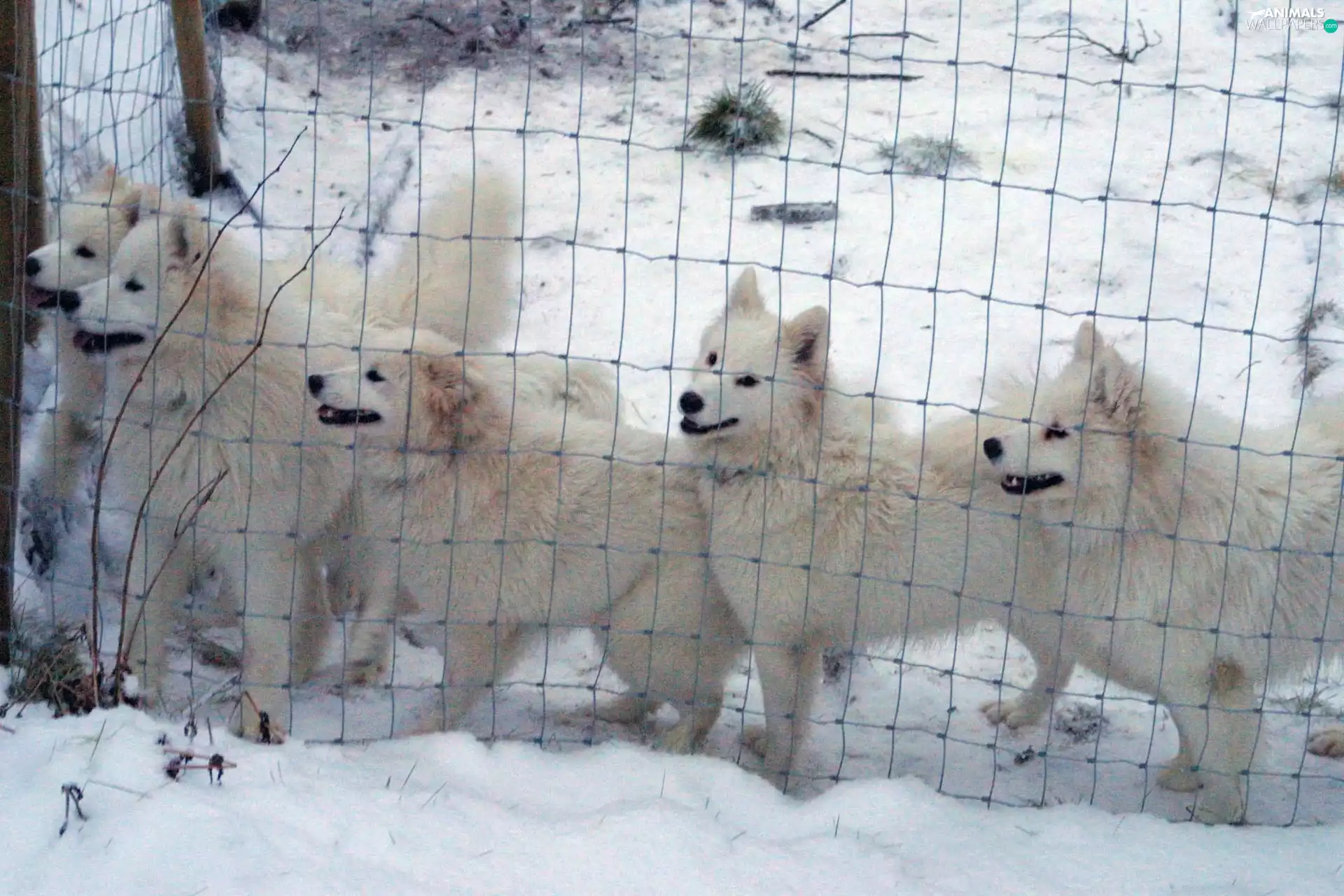 Samojed, fence