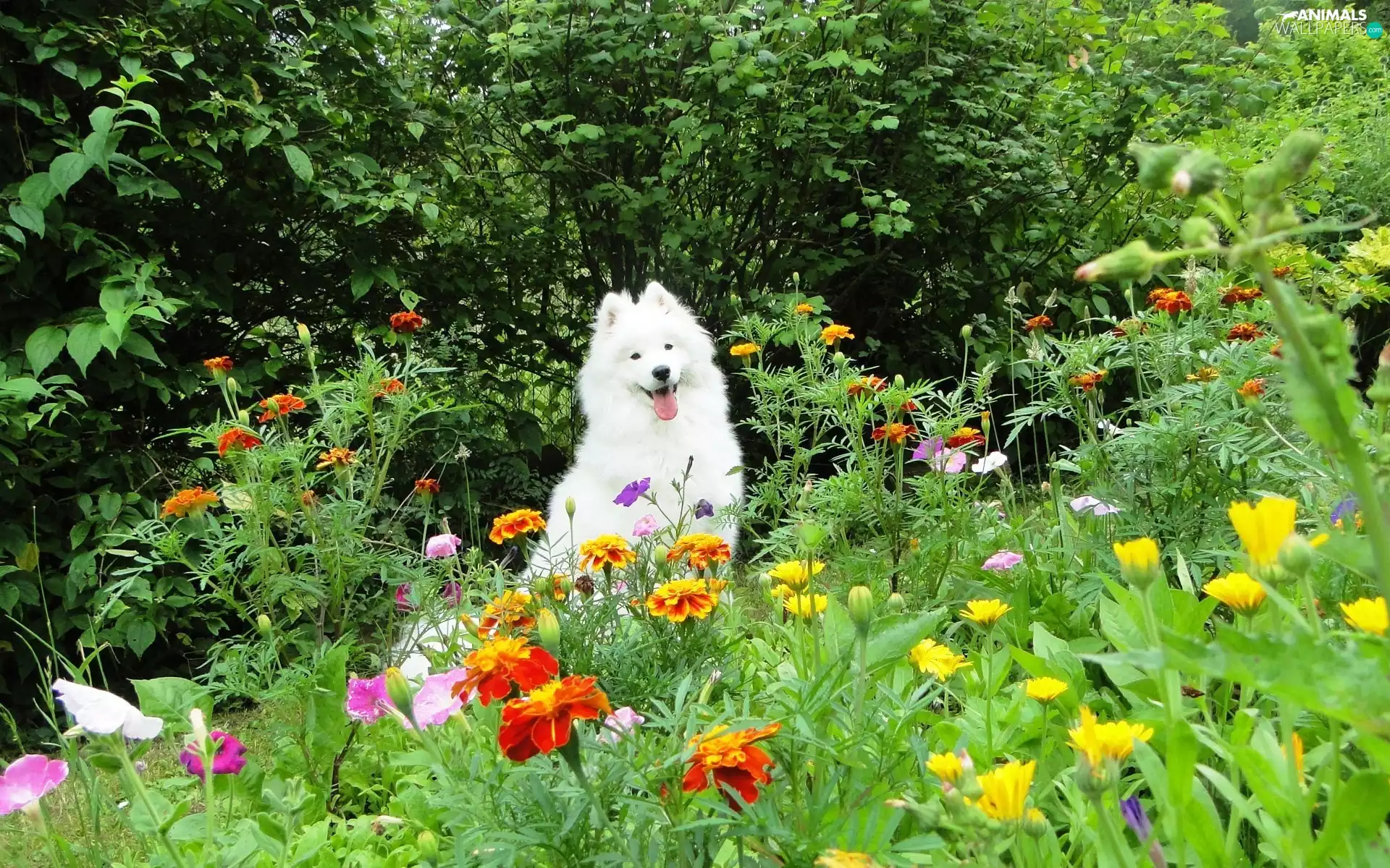 Samojed, Garden