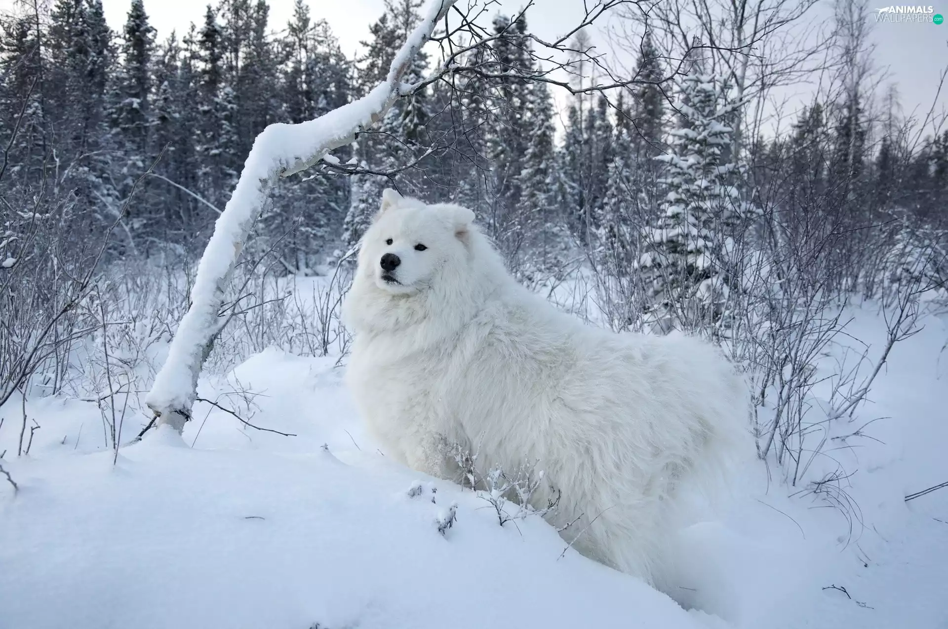 dog, Samojed, grove, White, winter