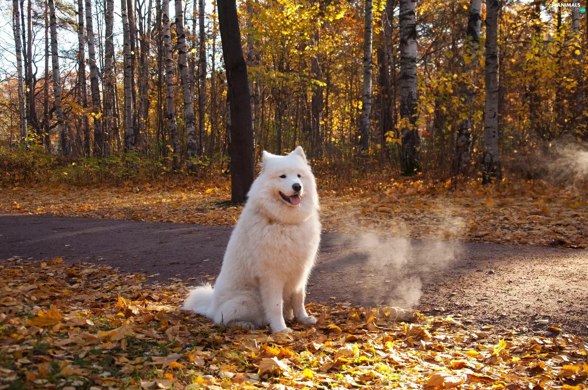 forest, dog, Leaf, Samojed, White, Way, autumn
