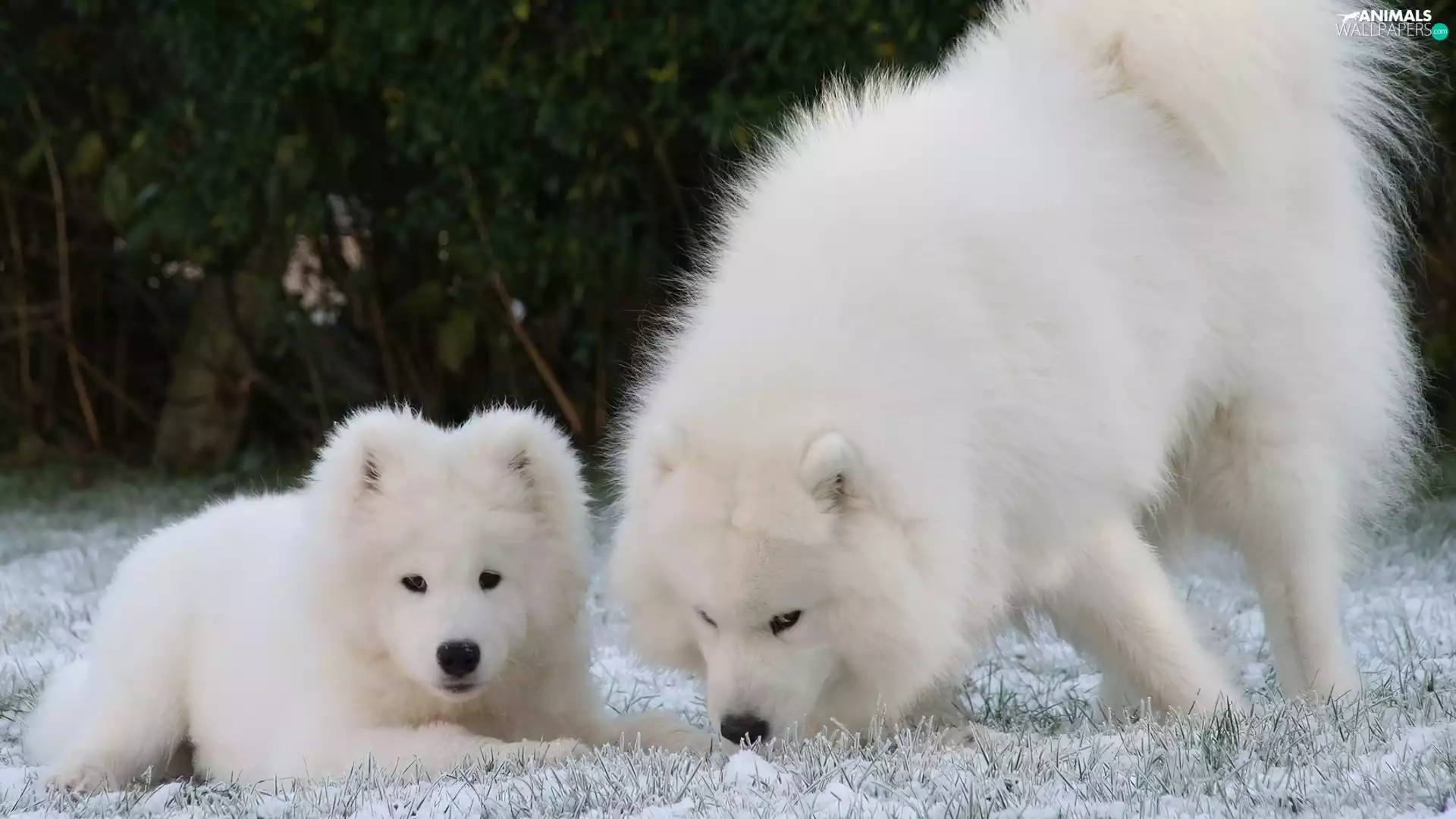 Samojed, Big, small