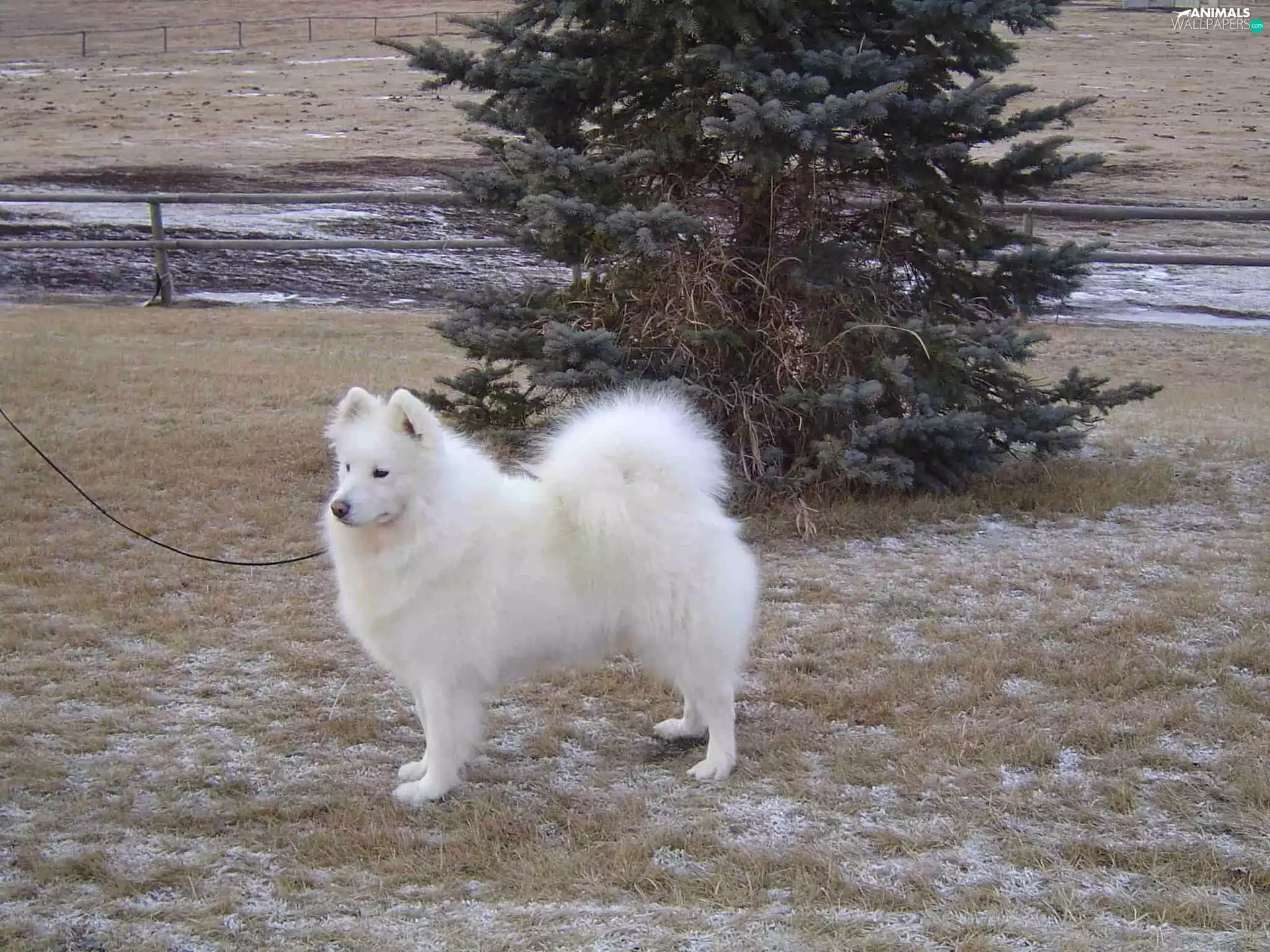 Samojed, christmas tree