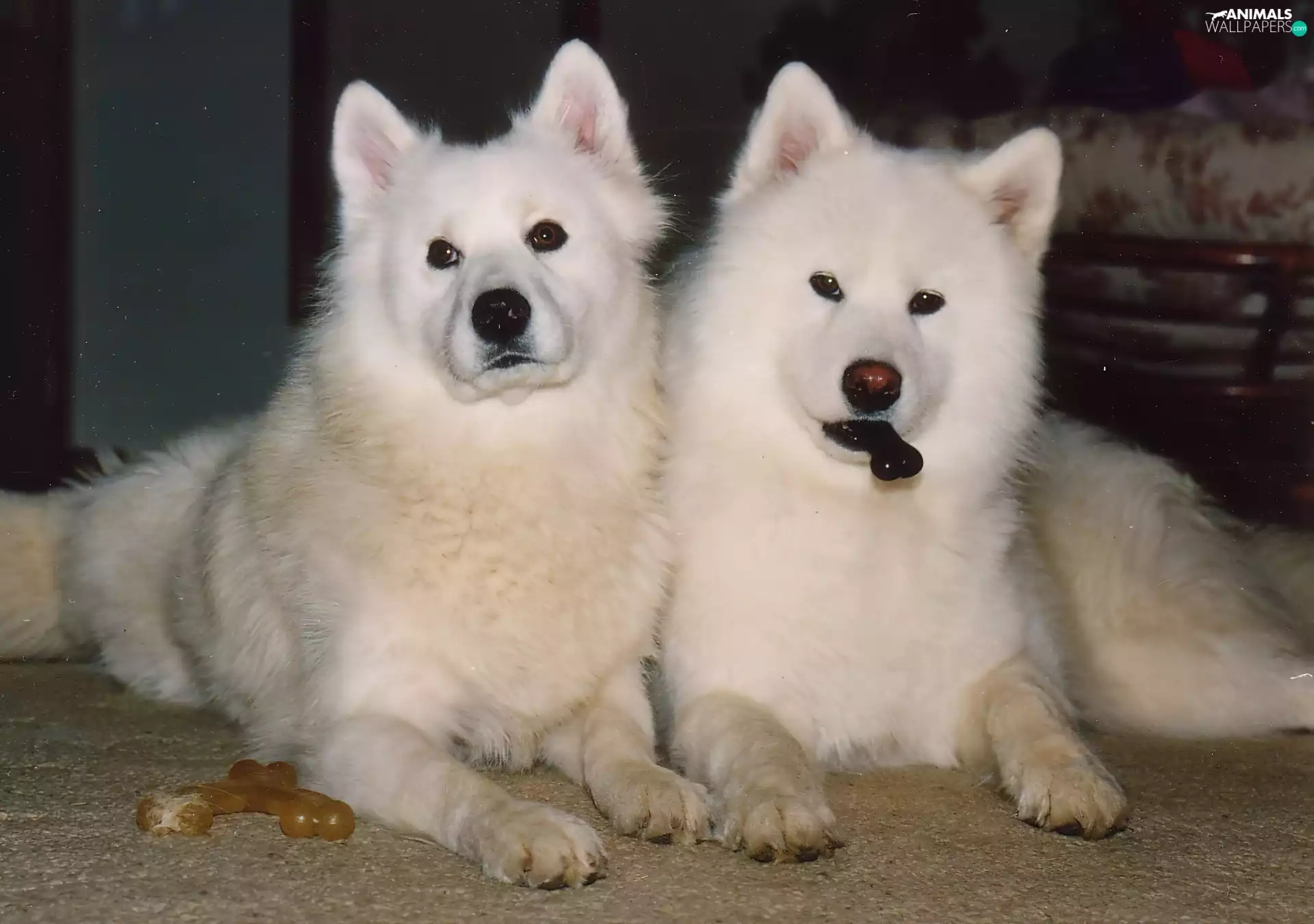 knuckle, Two cars, Samojedy
