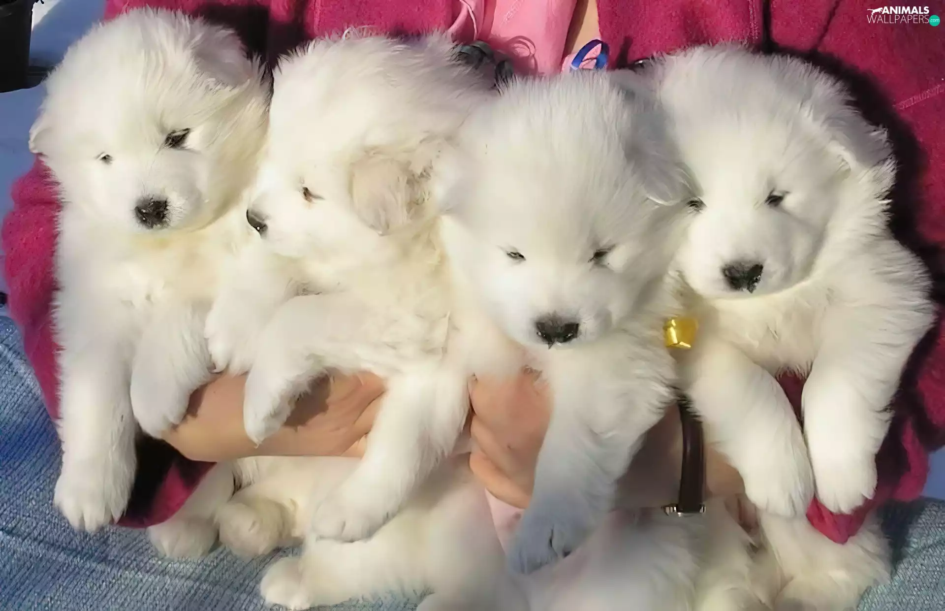 Samojedy, four, Tiny