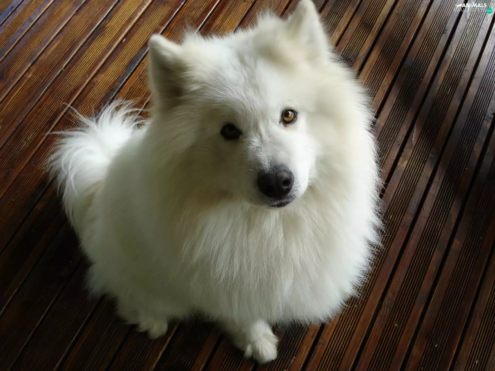 Samoyed, White, doggy