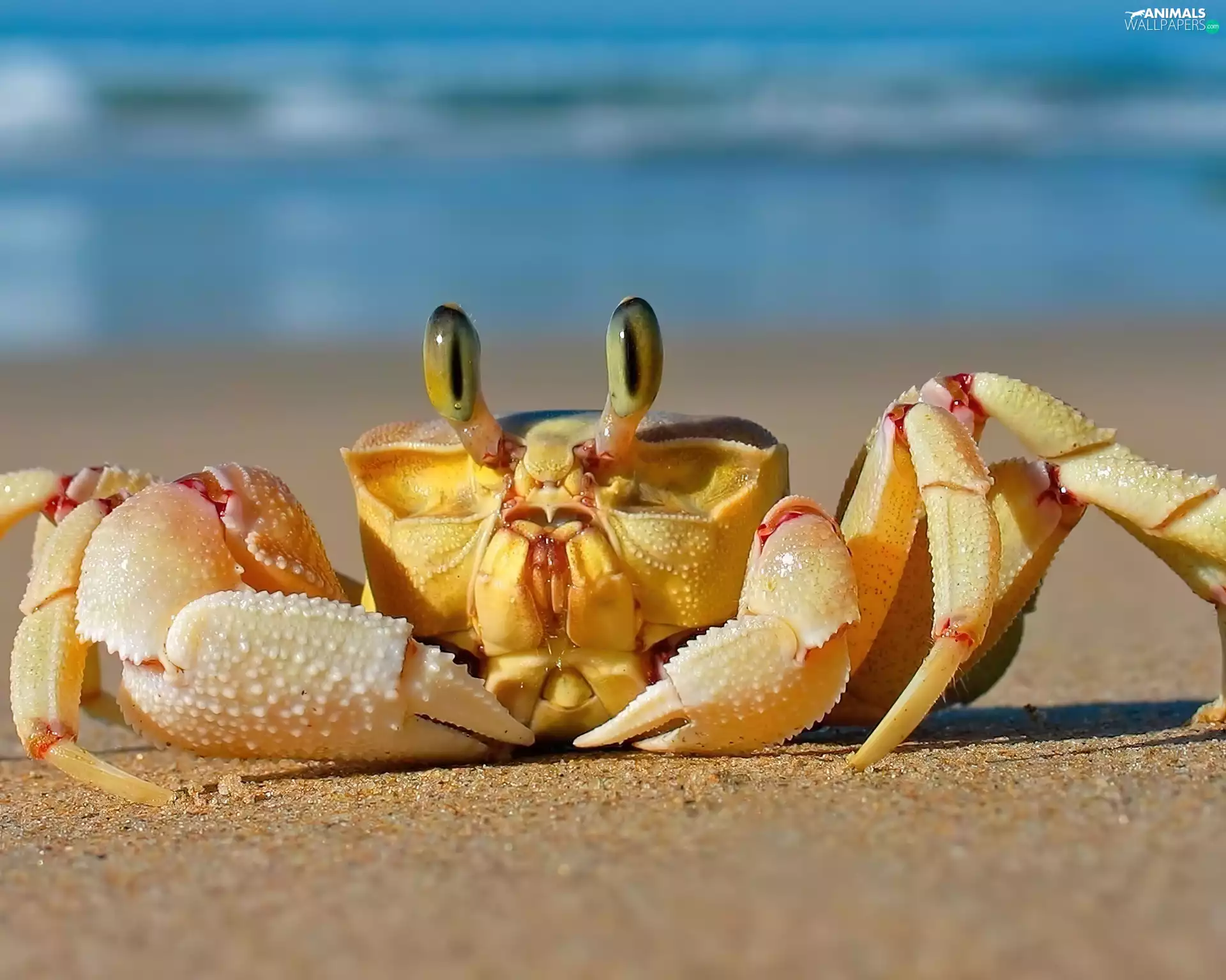 Beaches, crab, pliers, Sand