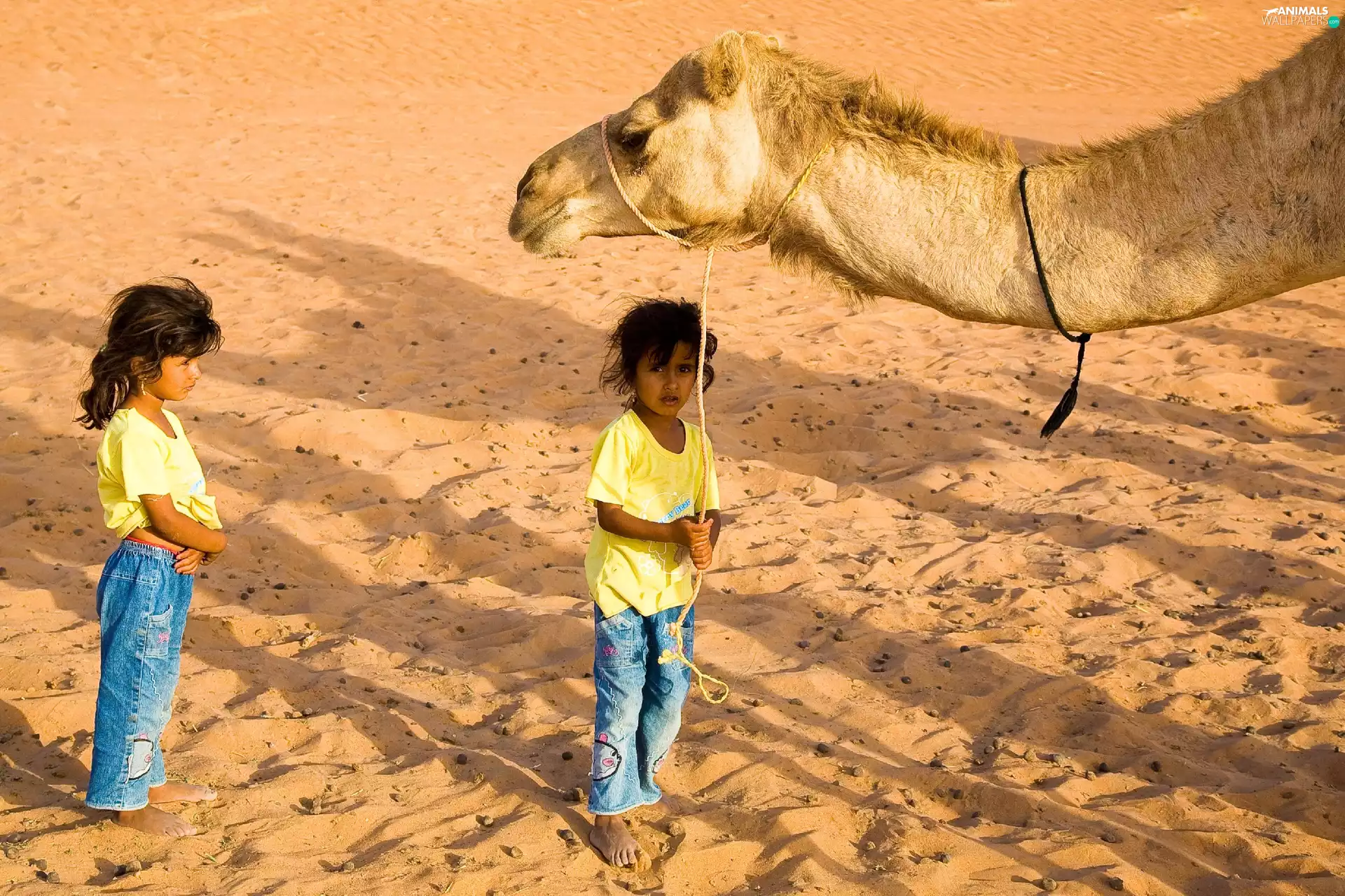 Desert, Sand, Camel, Head, Kids