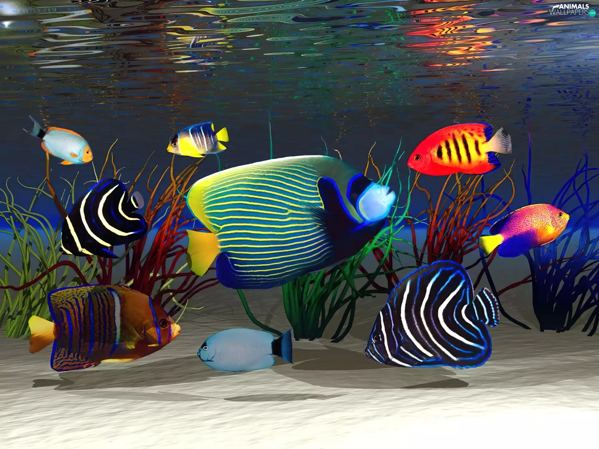 fishes, aquarium, plants, Sand, water, color