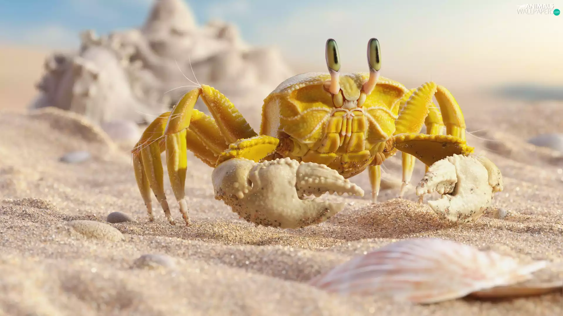 Sand, Yellow, crab