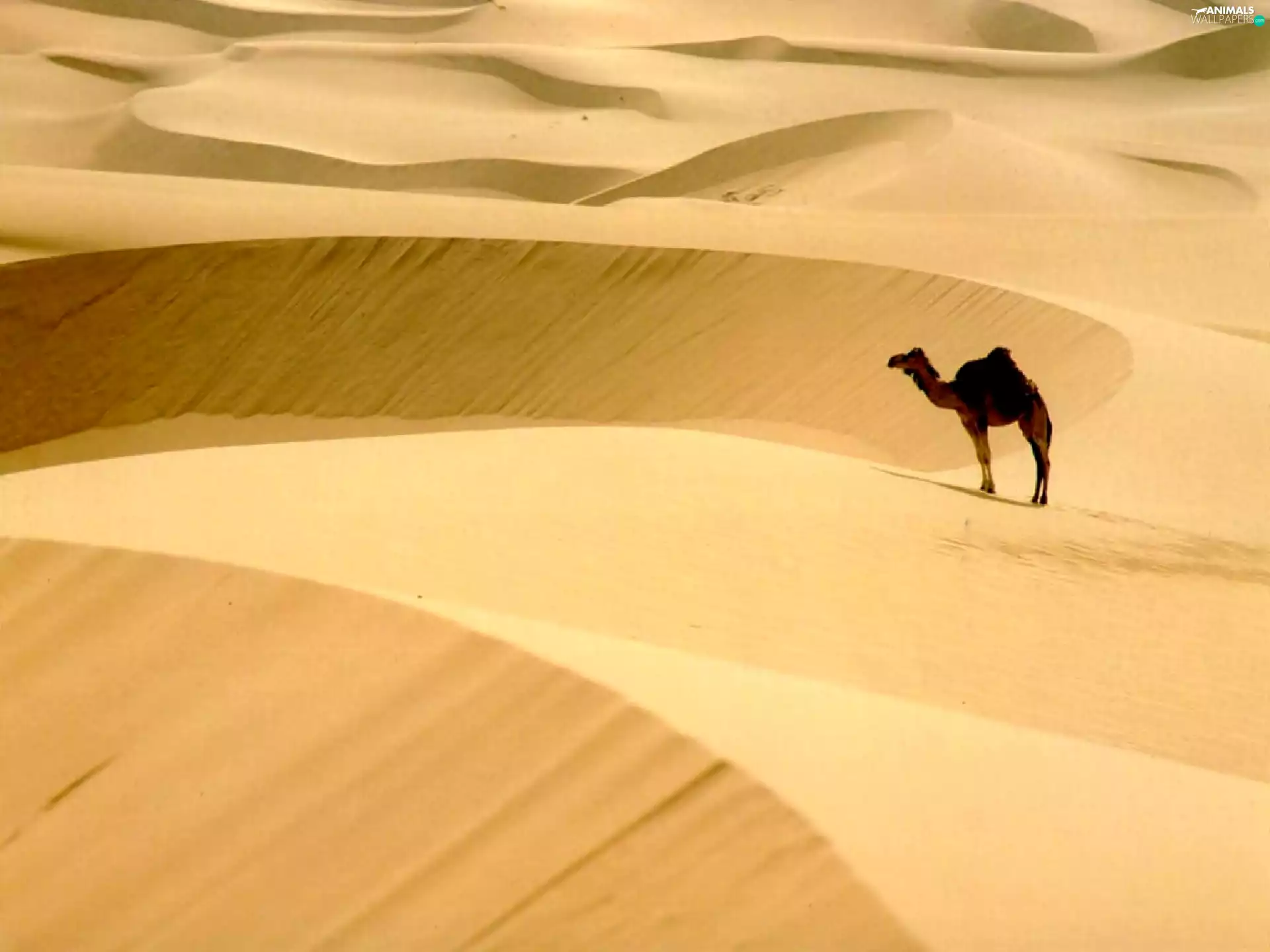 sand, Camel, Desert