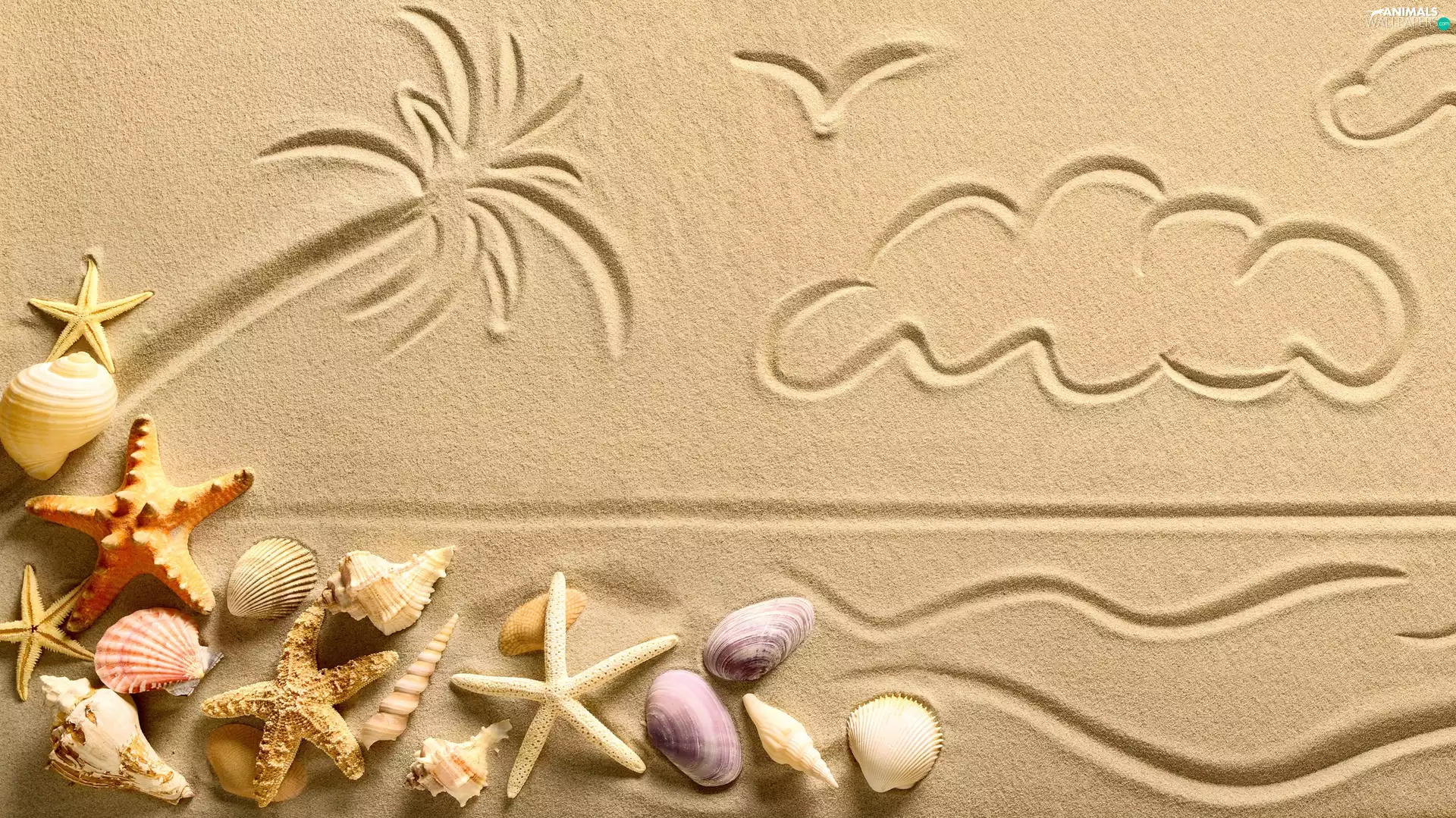 Drawing, Shells, starfish, Sand