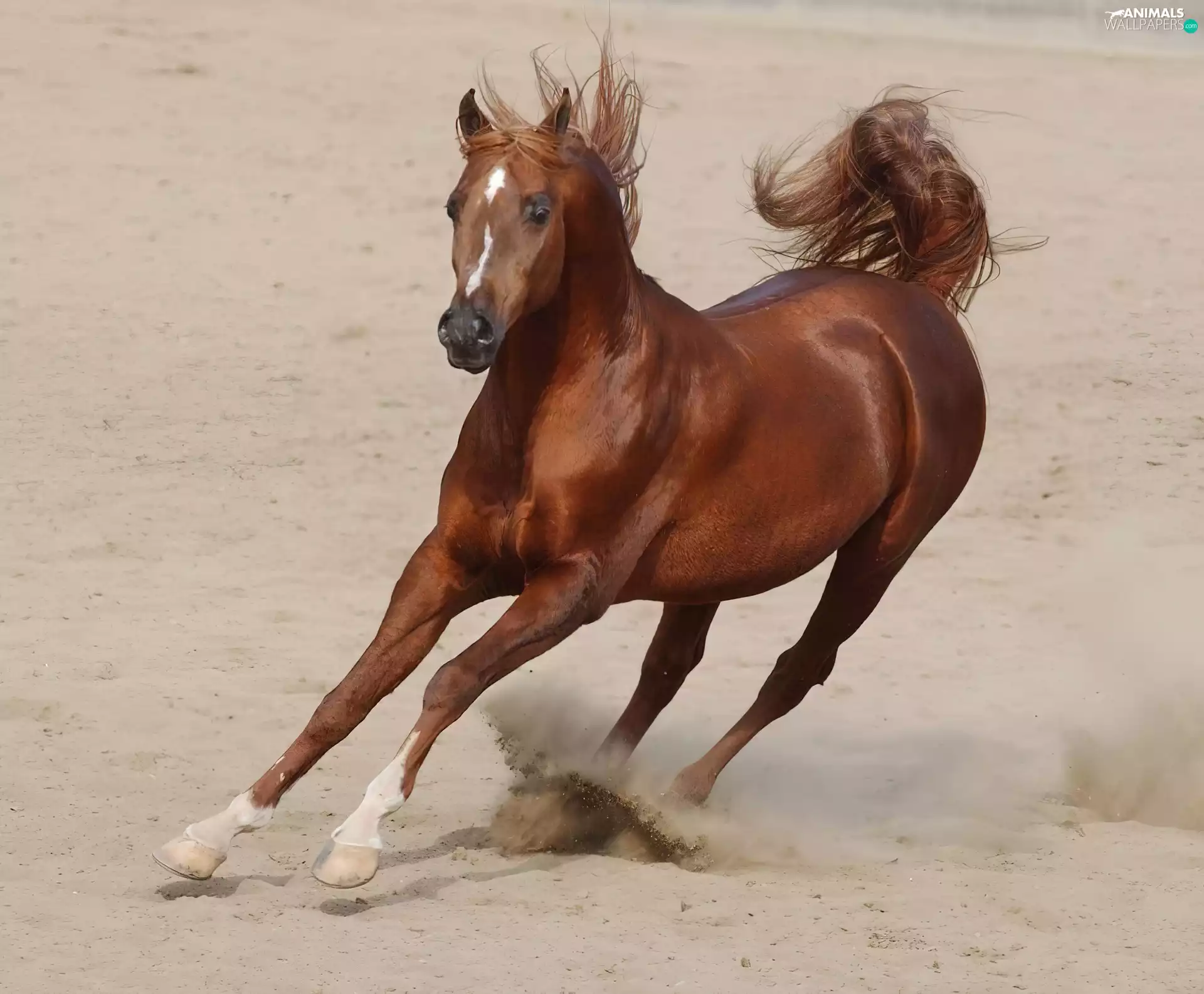 sand, Horse, gallop