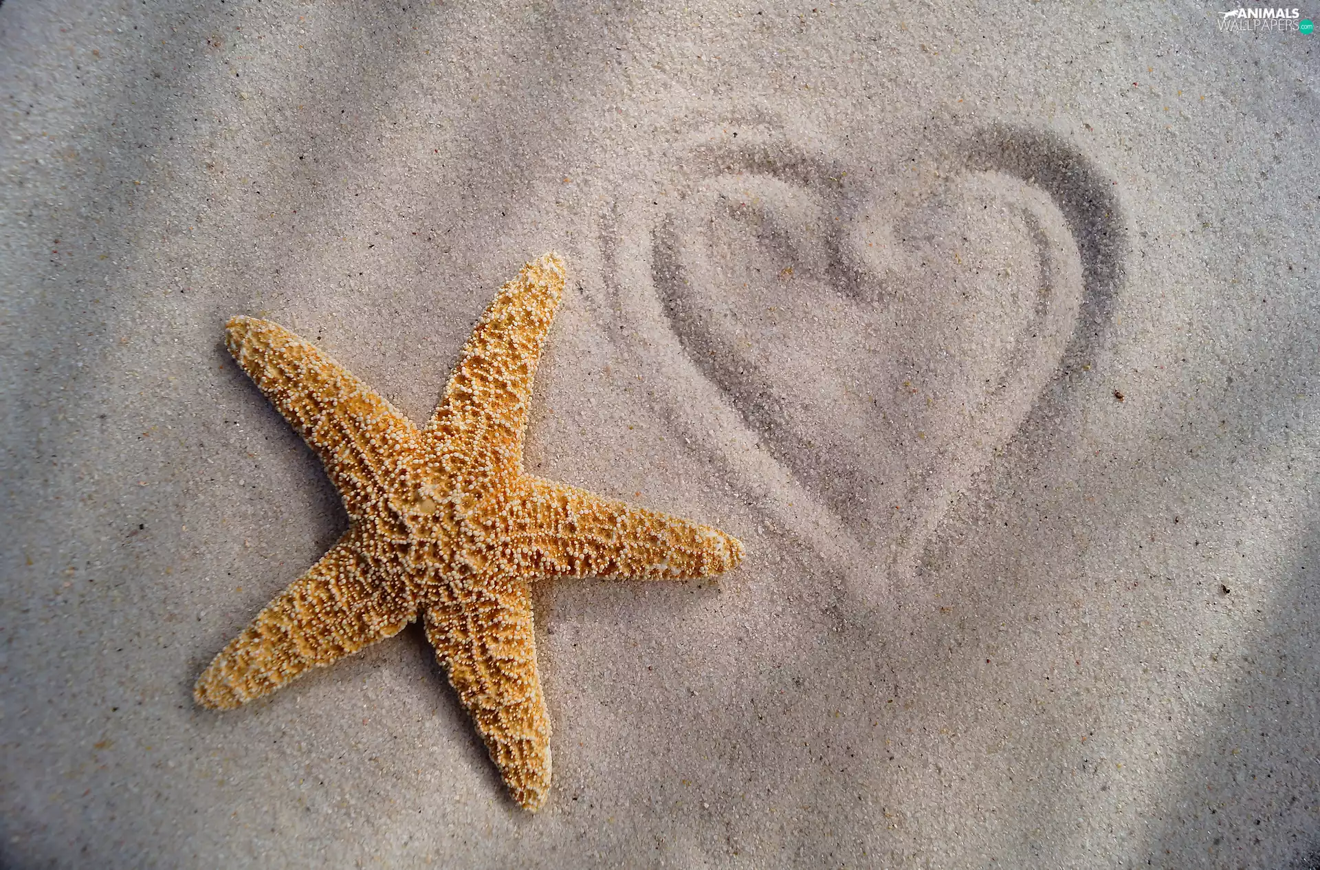Sand, starfish, Heart