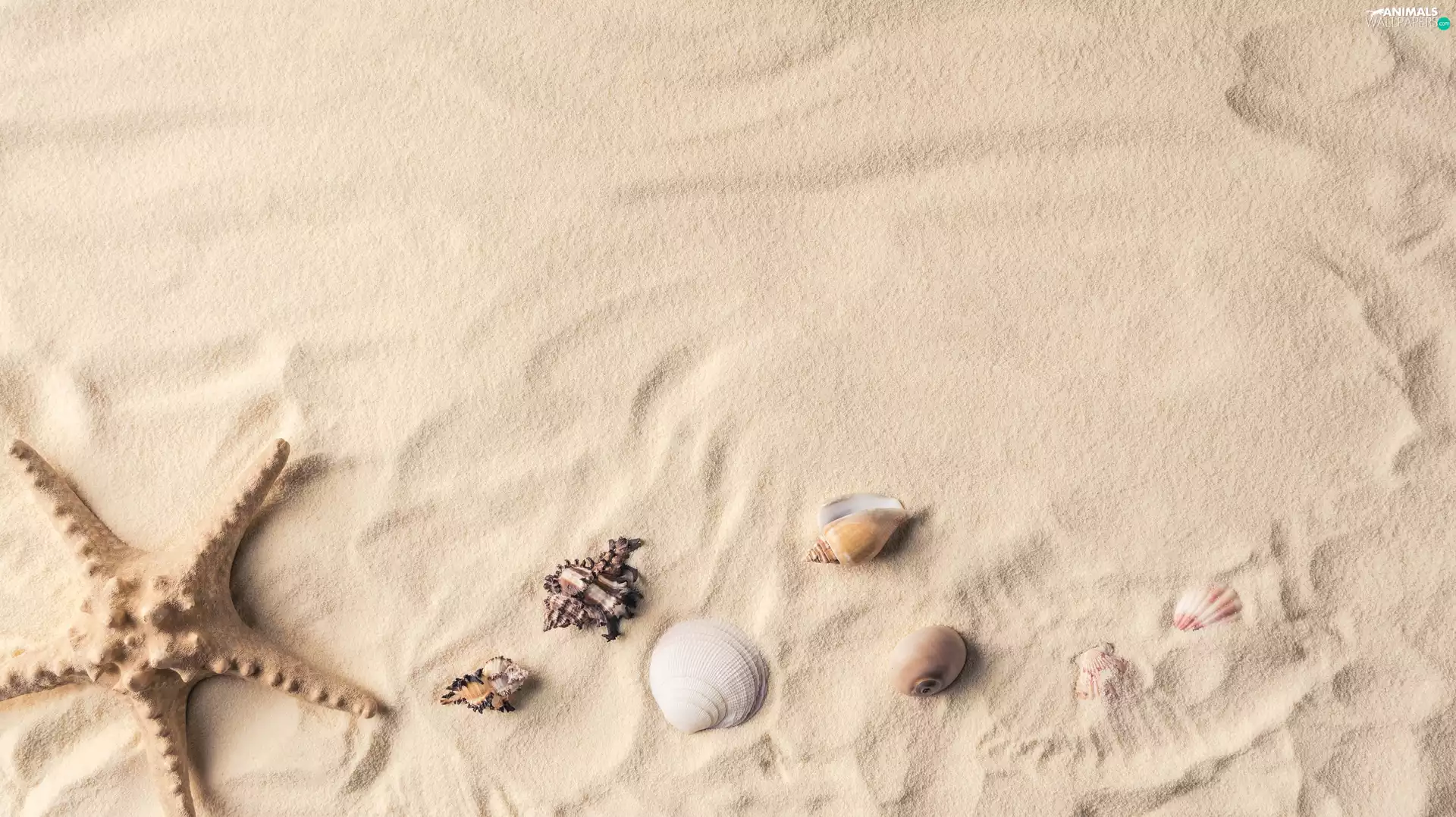 Sand, starfish, Shells