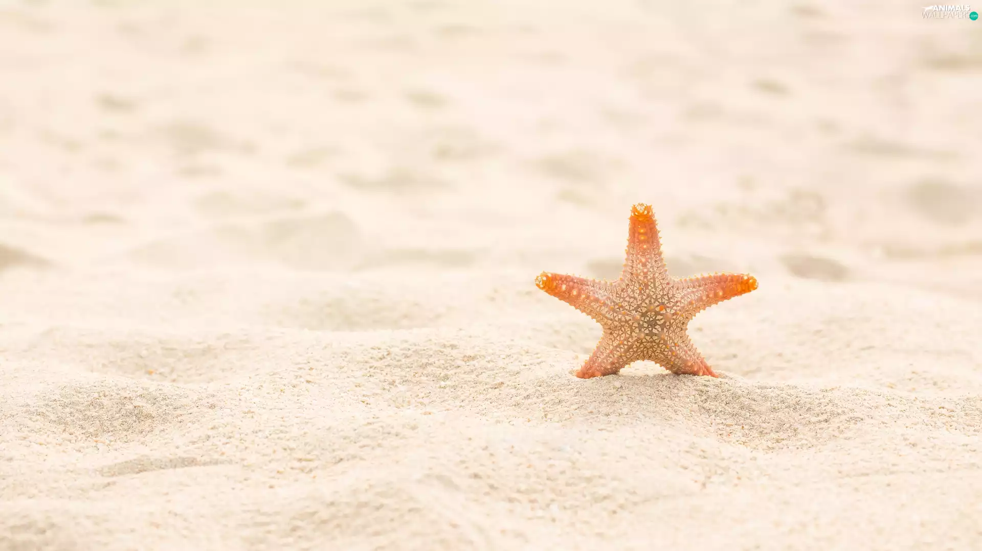 Sand, starfish