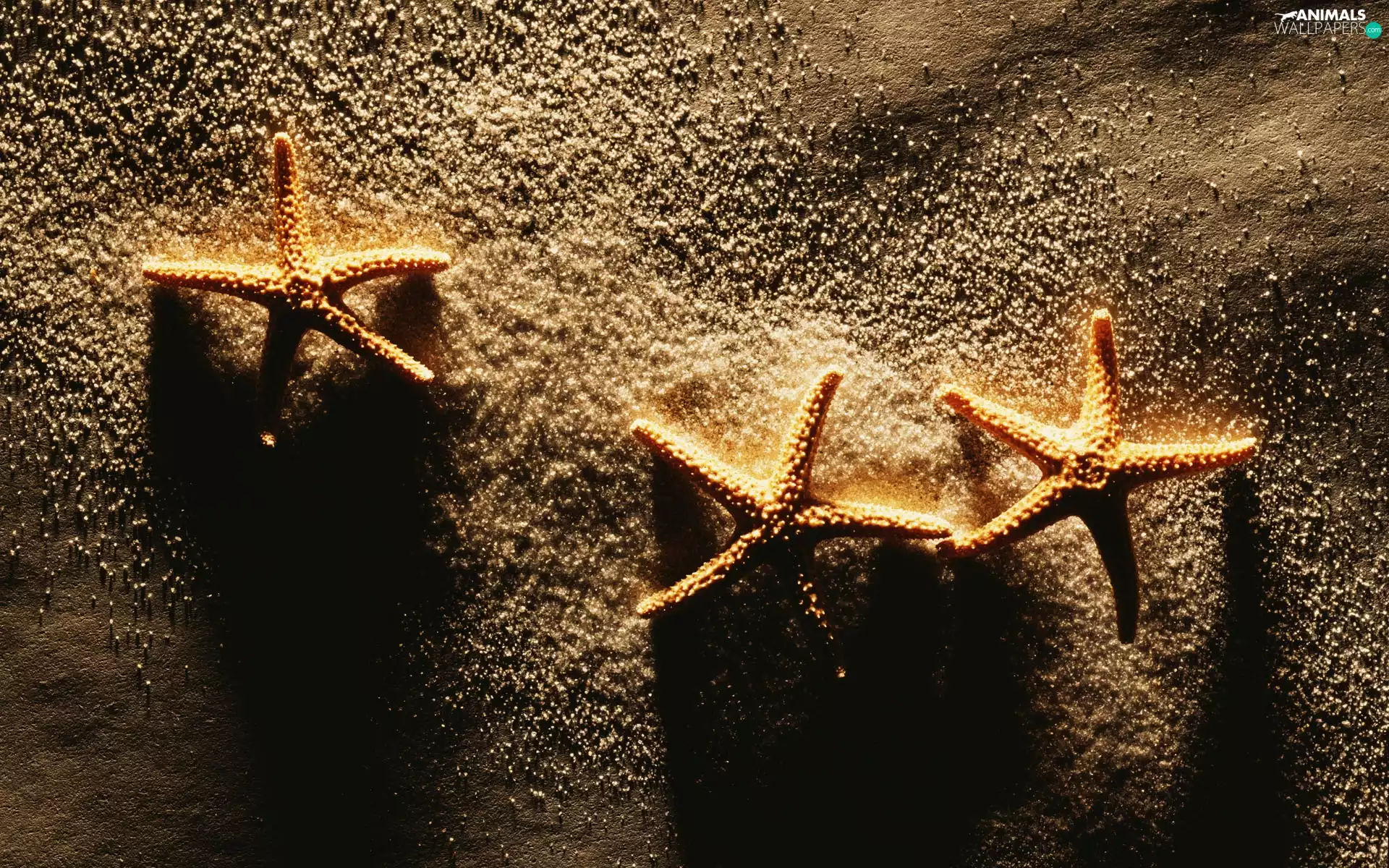 Sand, starfish