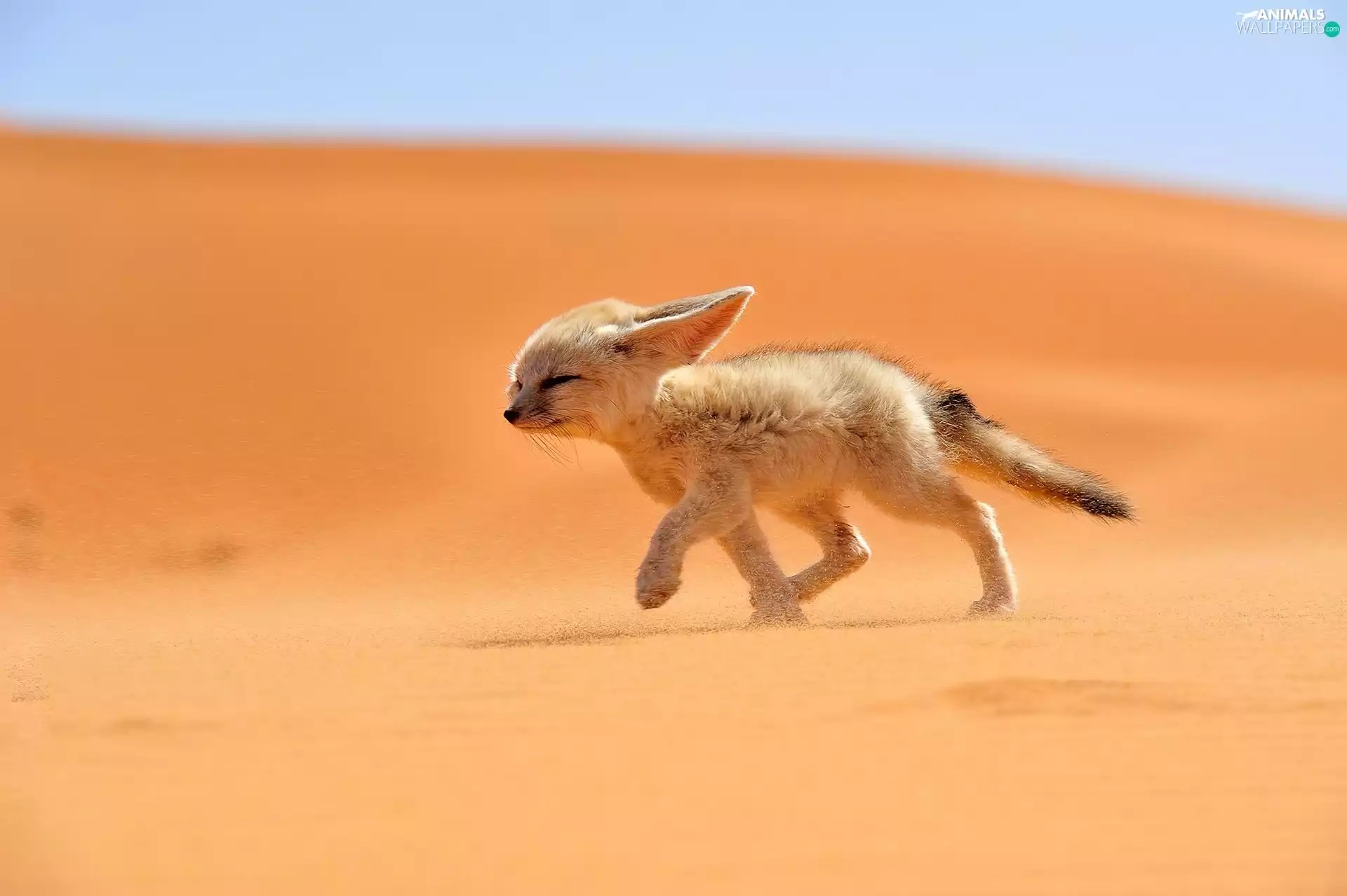 Sand, fox, wild