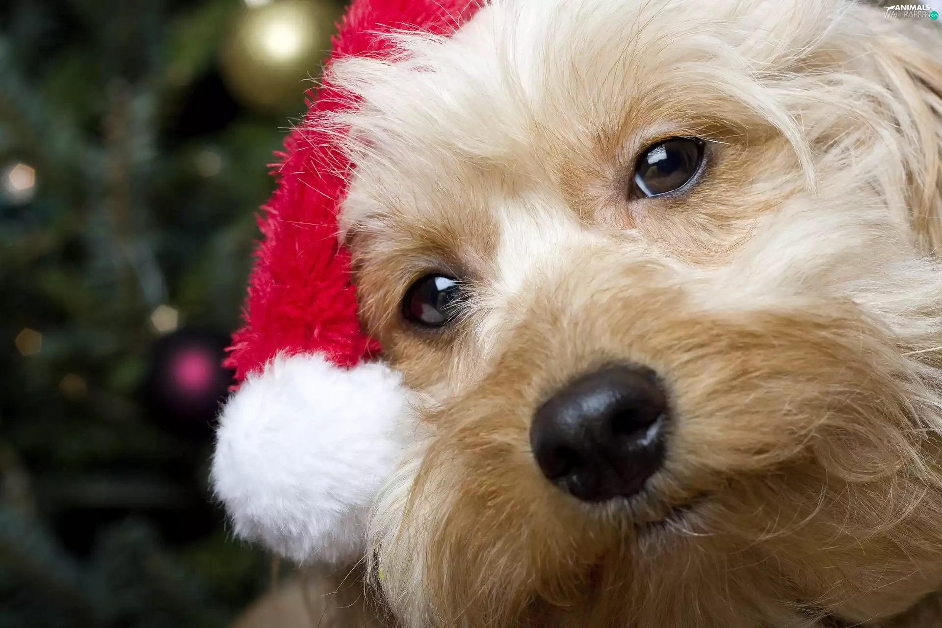 Yorkshire Terrier, dog, Santa