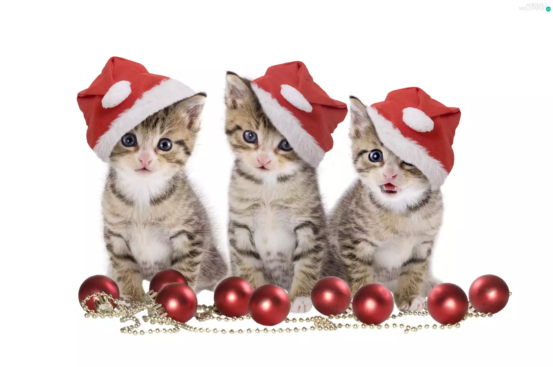 Santas, Three, puss
