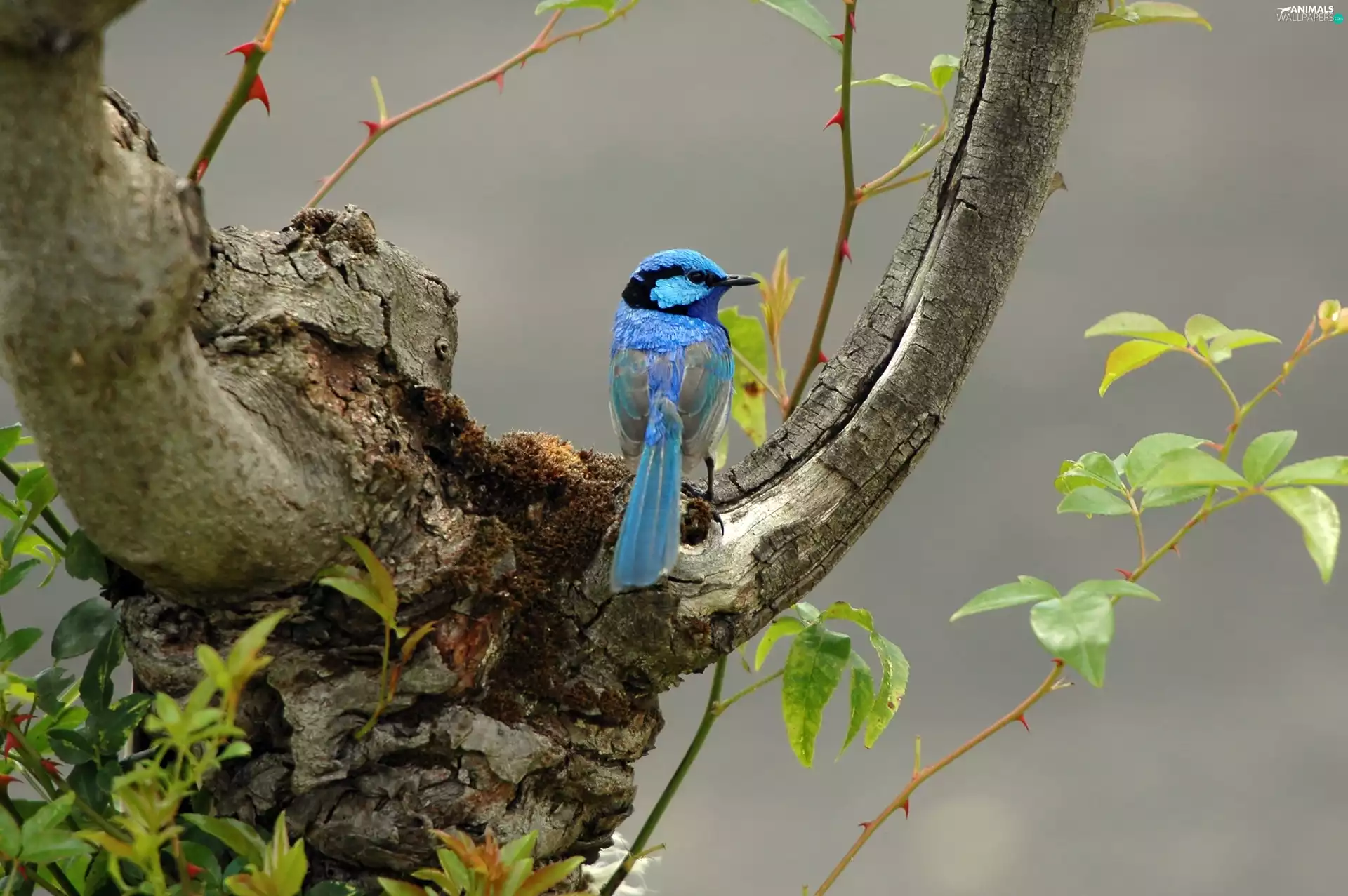 Malurus, trees, Leaf, Sapphire