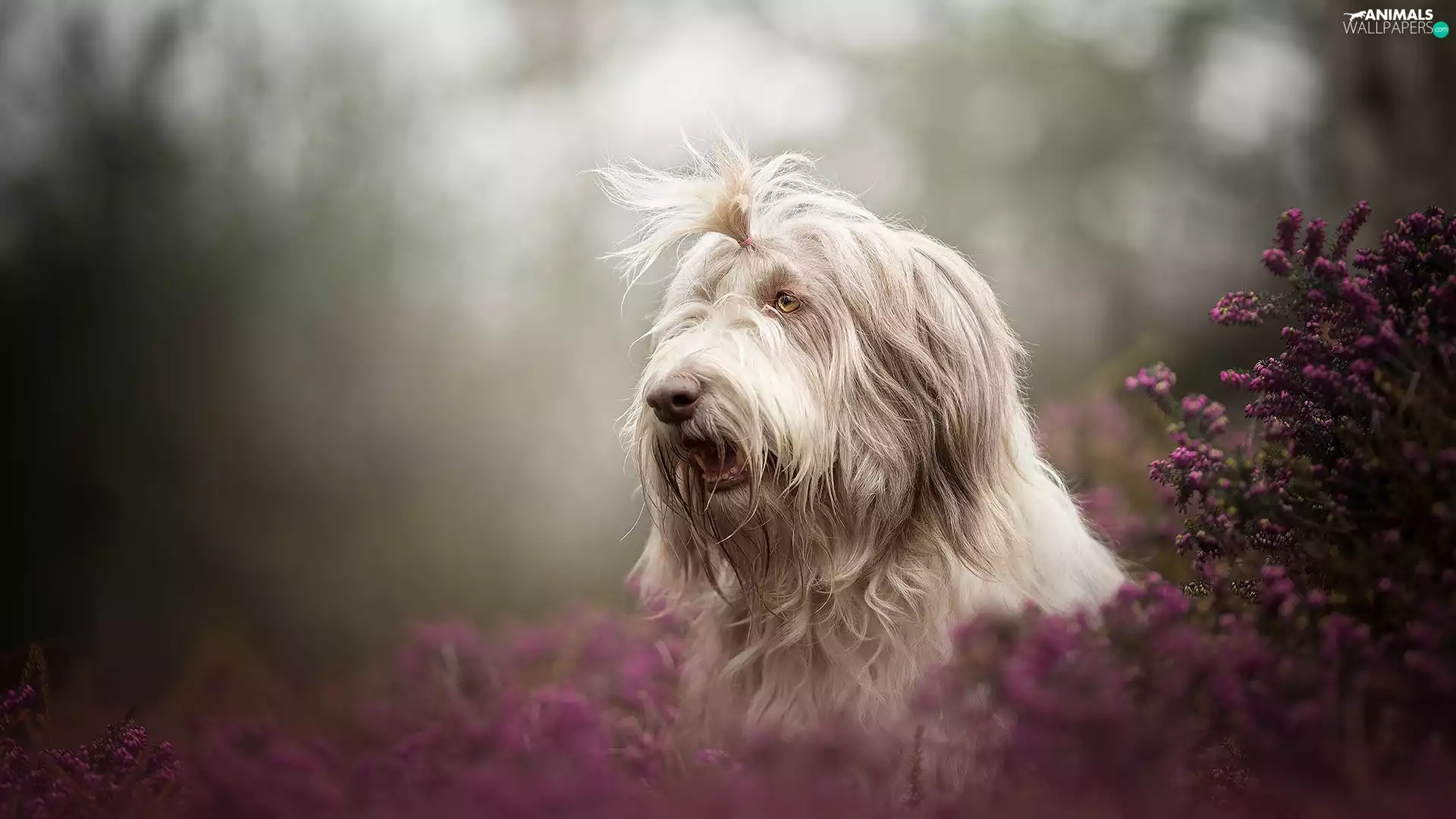 dog, muzzle, heather, Sapsaree