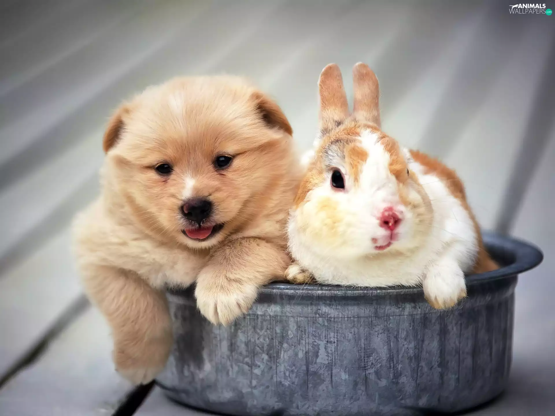 Saucepan, puppie, Bunny