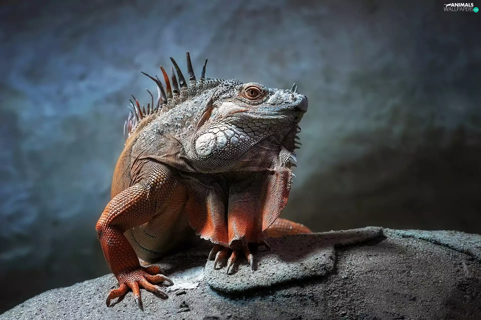 saurian, color, Iguana