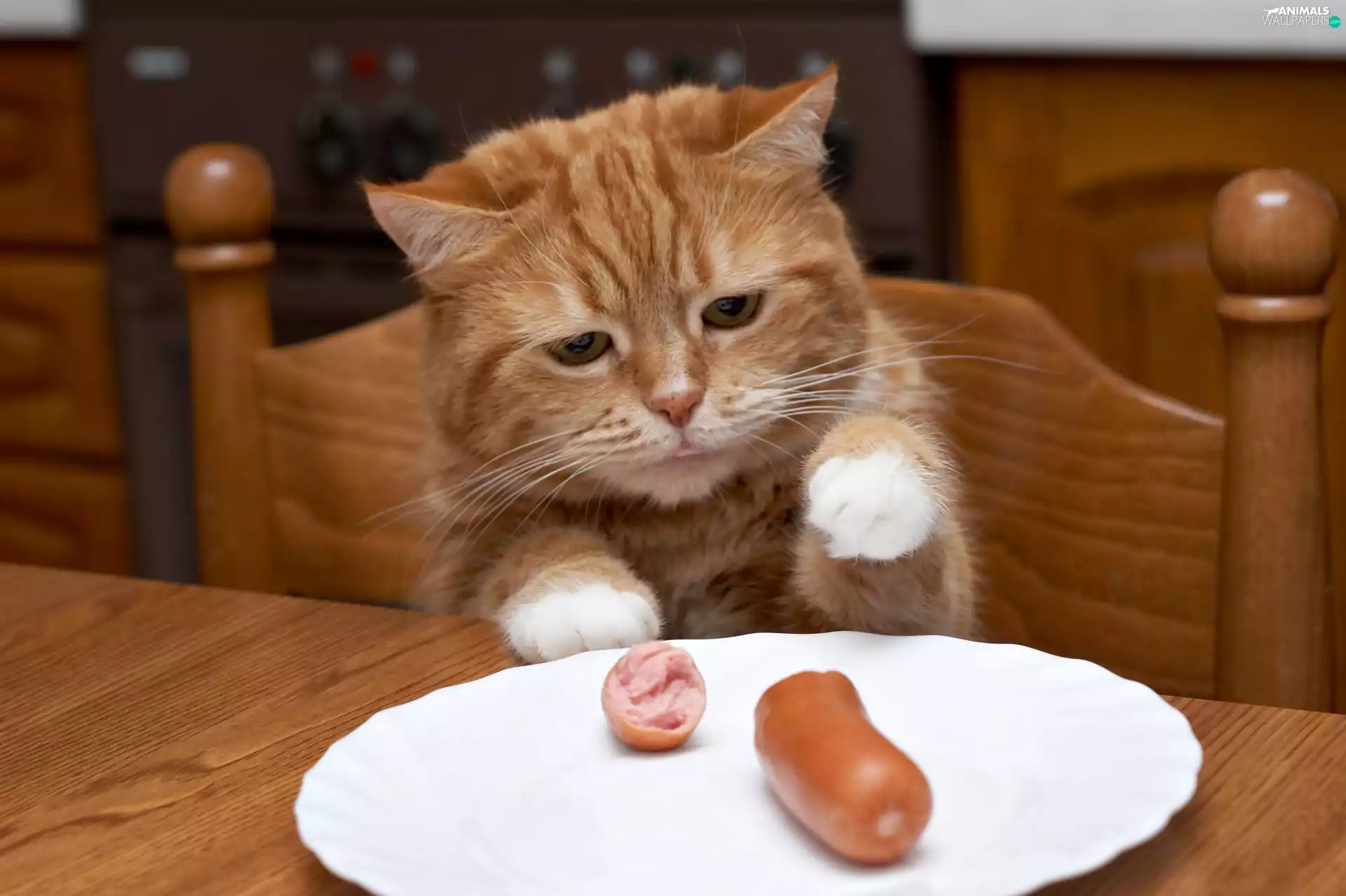 breakfast, sausage, ginger, kitten, small