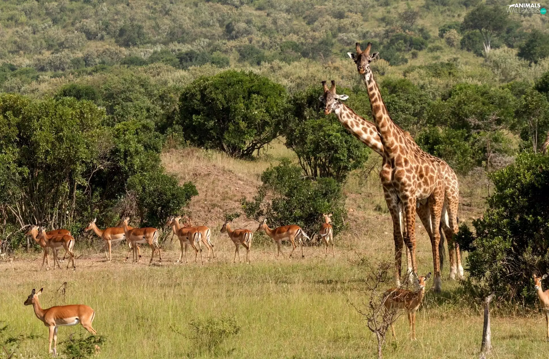 savanna, giraffe, Antelope