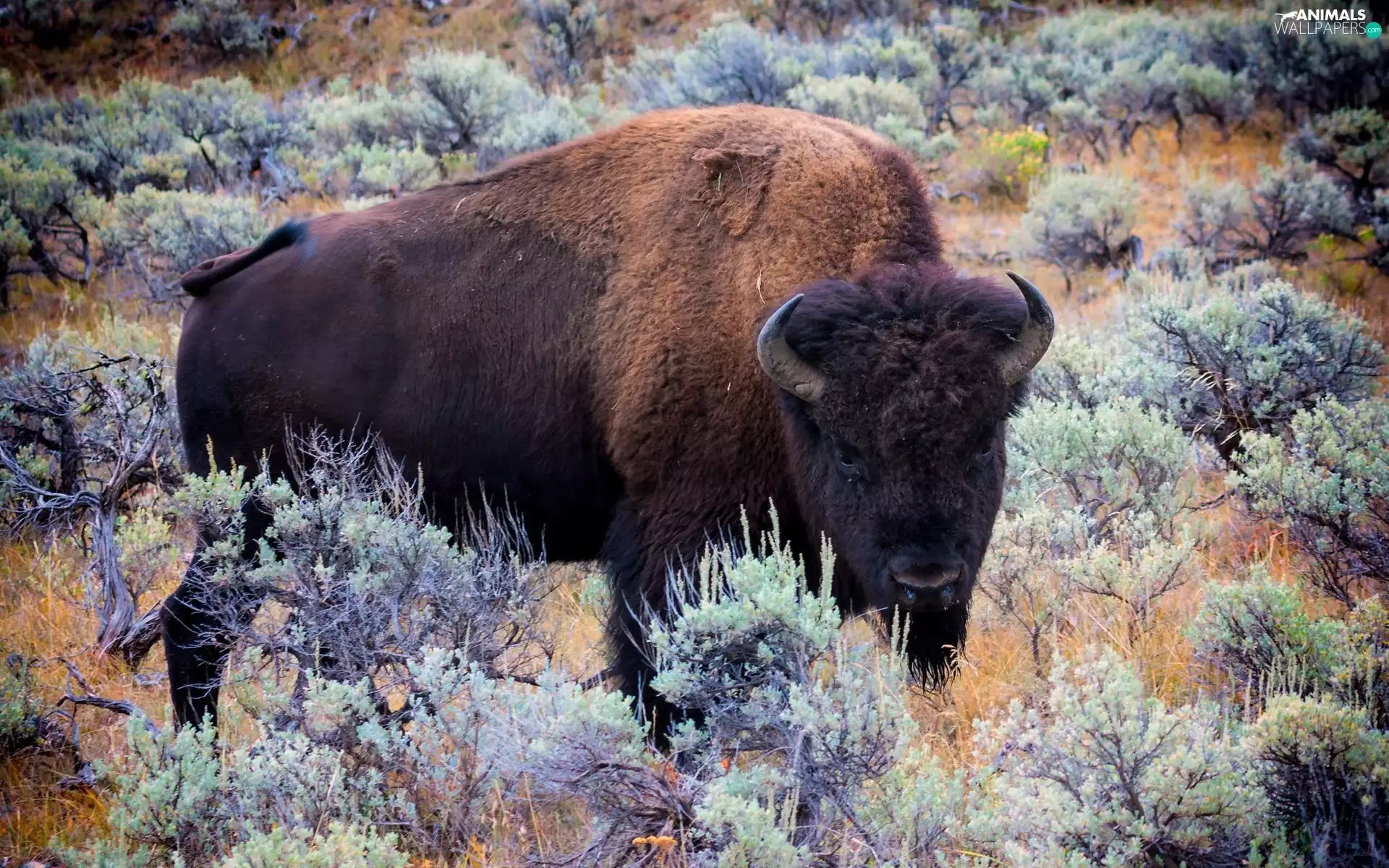 Bison, Bush, grass, savanna