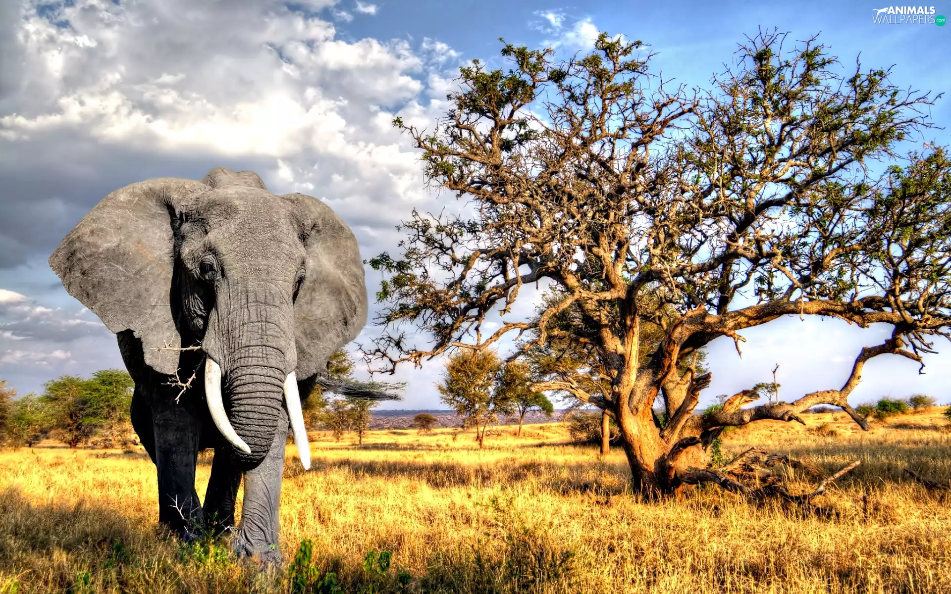 Elephant, trees, viewes, savanna
