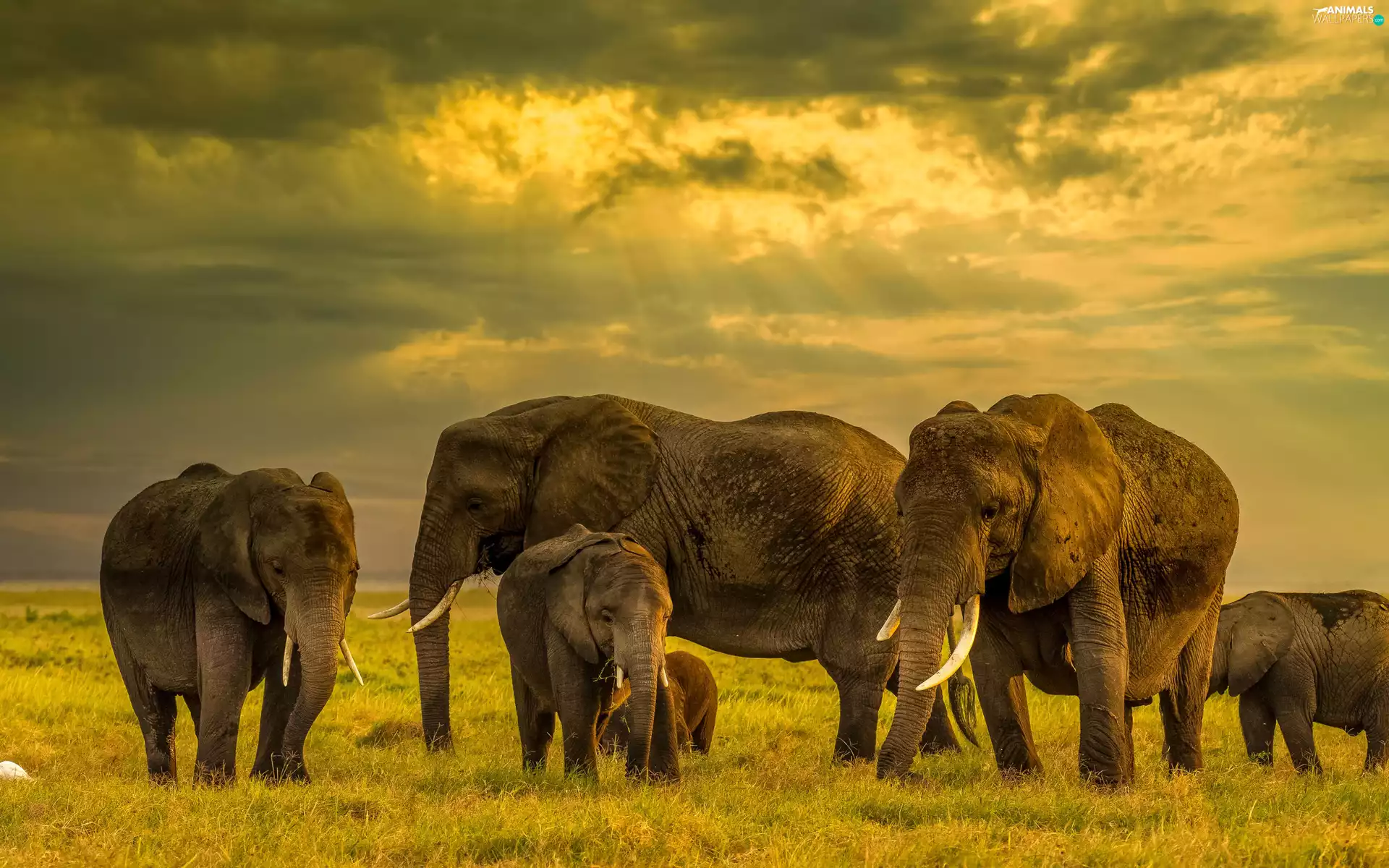 savanna, herd, Elephants