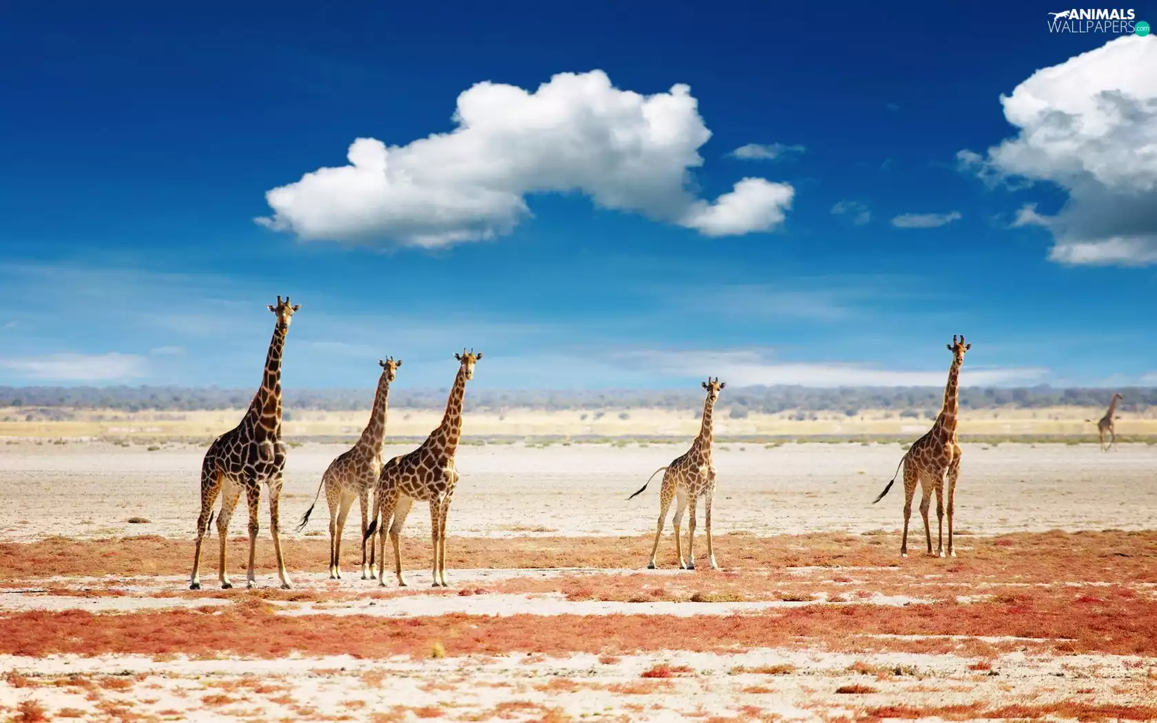 giraffe, Sky, clouds, savanna
