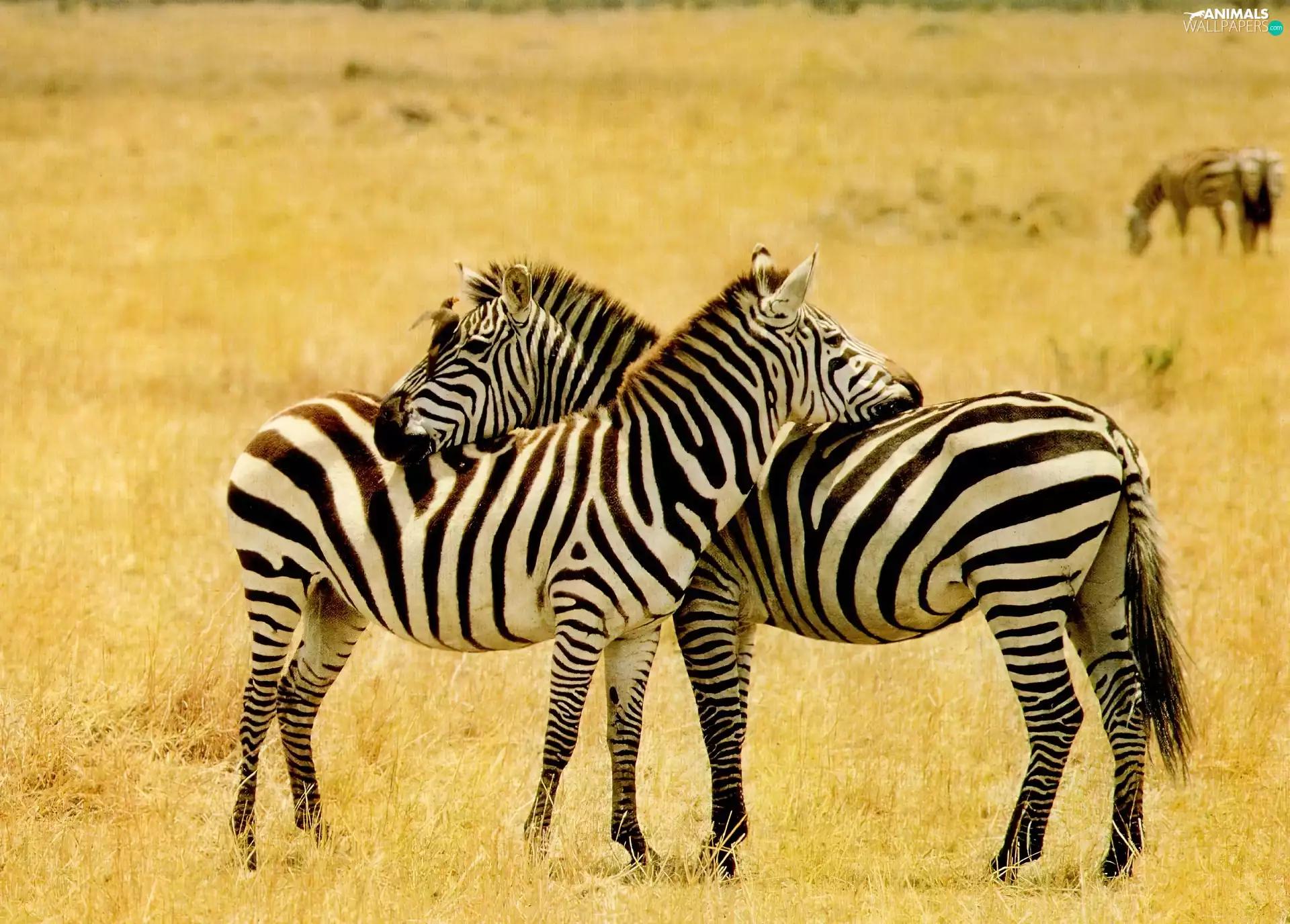savanna, zebra, grass
