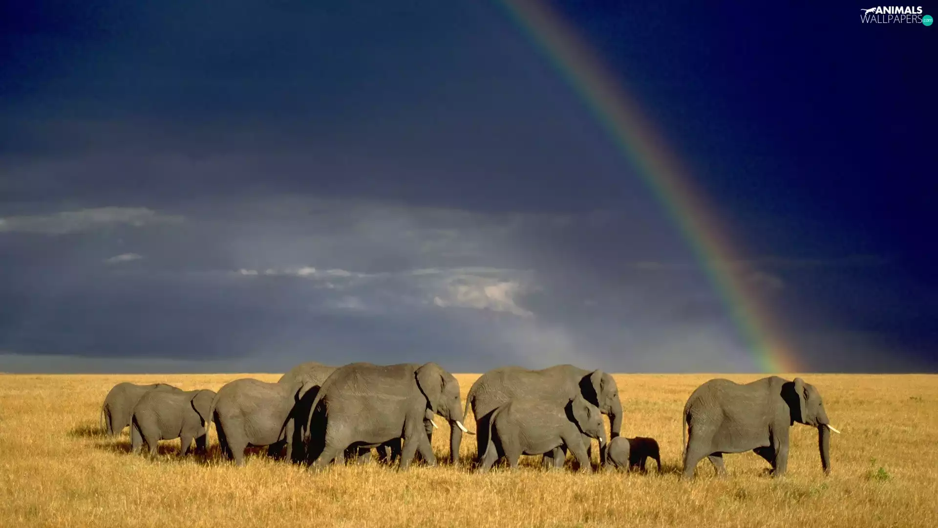 Great Rainbows, Elephants, savanna