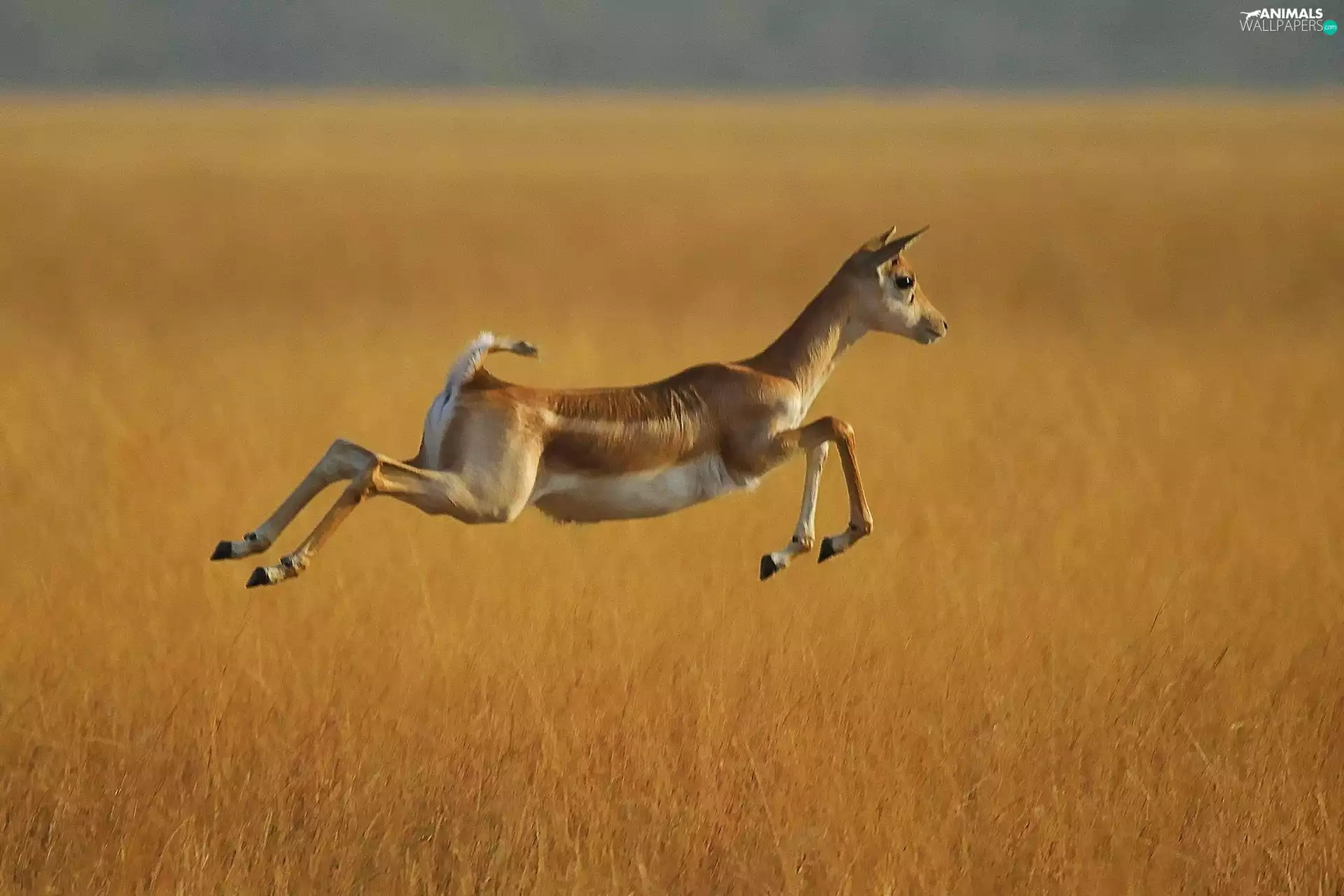 savanna, Antelope, jump
