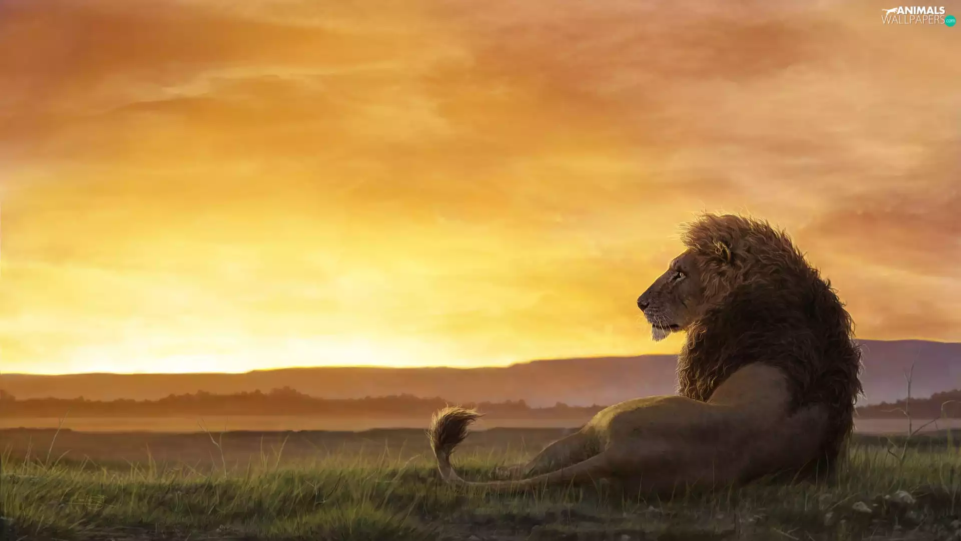 savanna, graphics, Lion