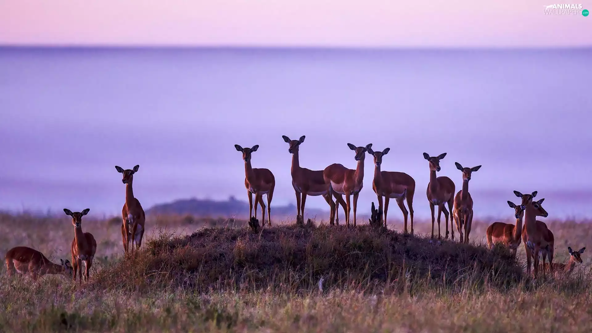 Gazelle, Masai Mara Nature Reserve, dawn, herd, savanna