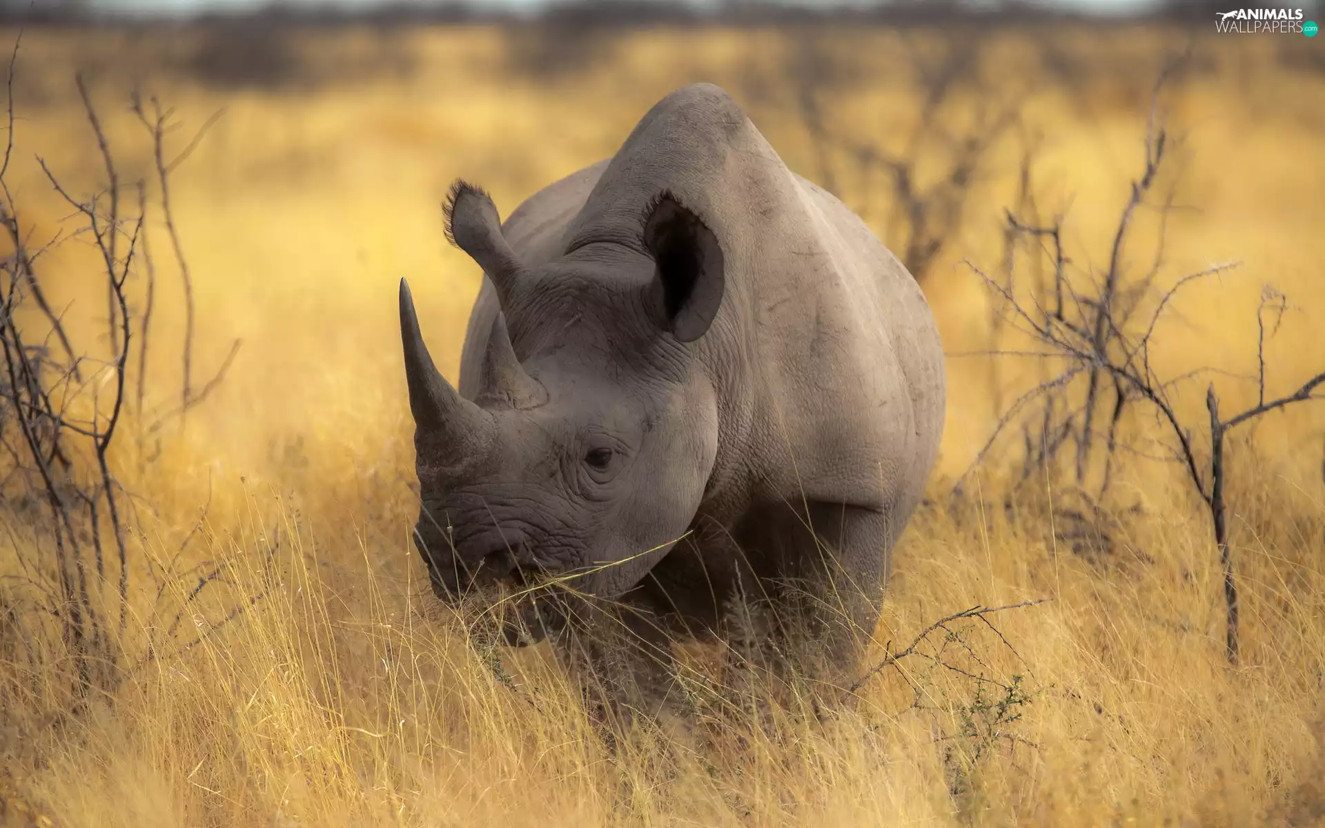 Rhino, fuzzy, background, savanna