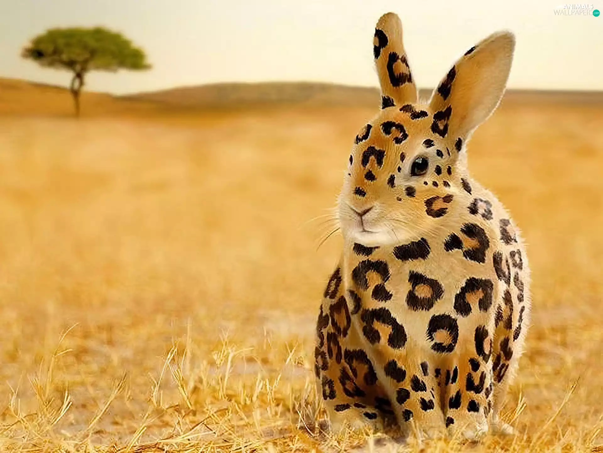 savanna, Rabbit, spots