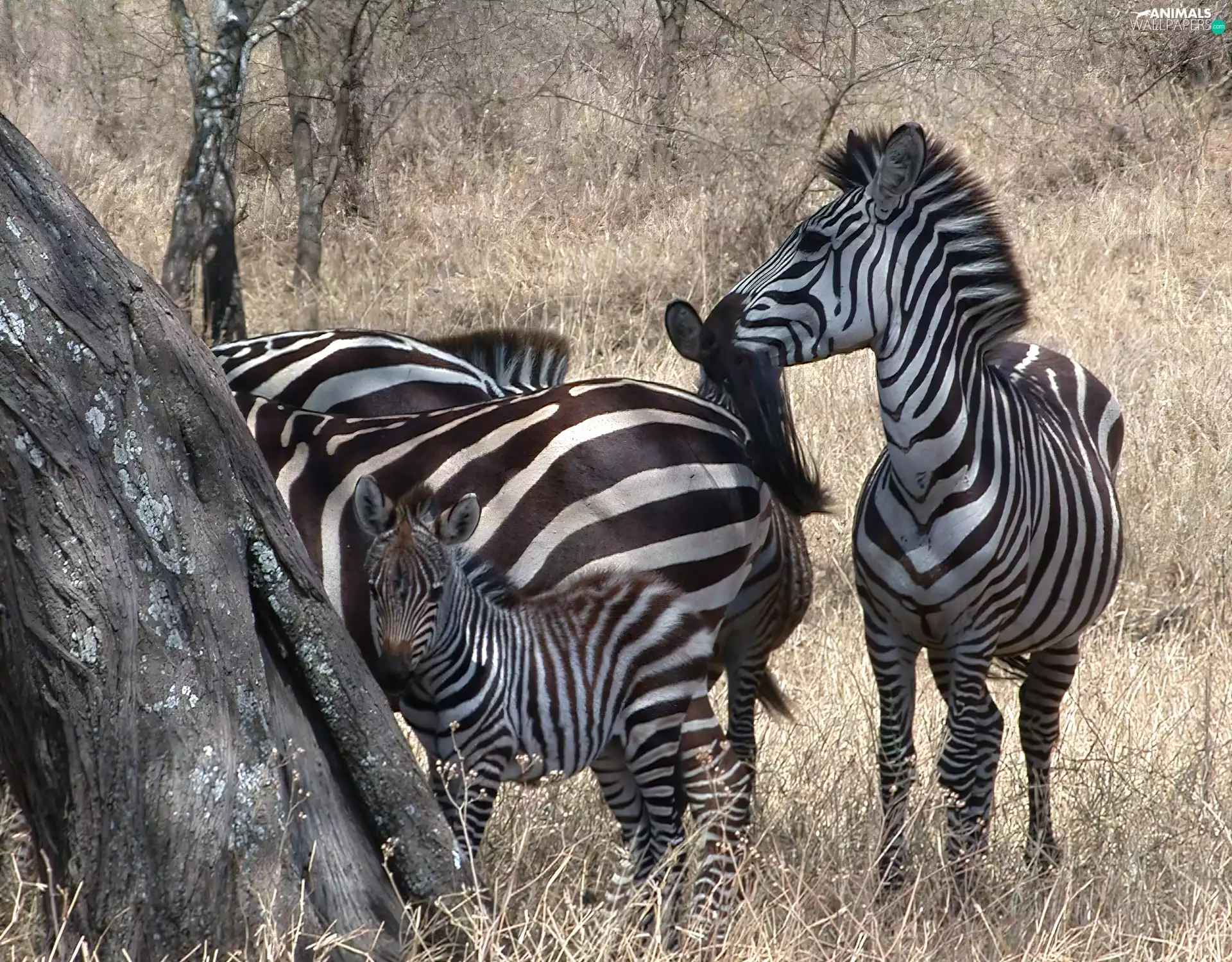 savanna, zebra, trees
