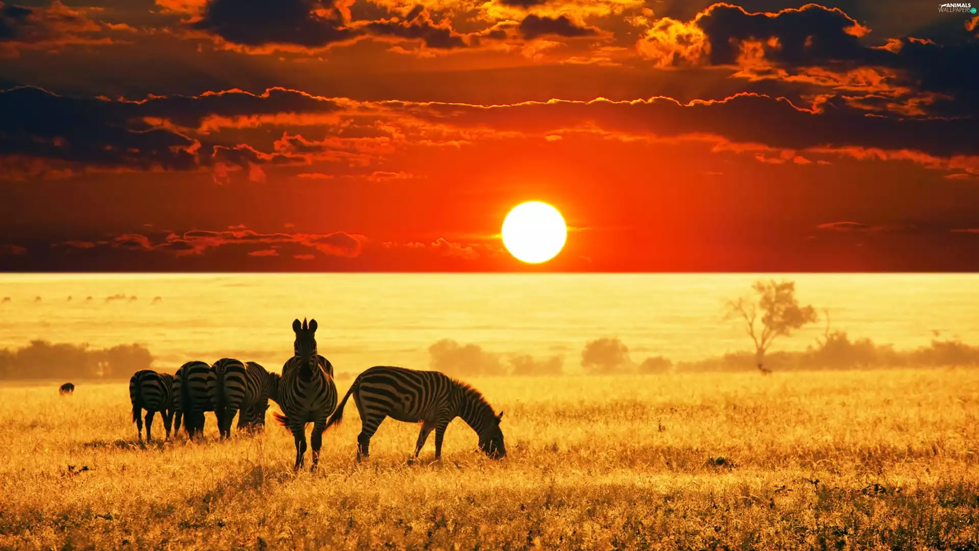 zebra, west, sun, savanna
