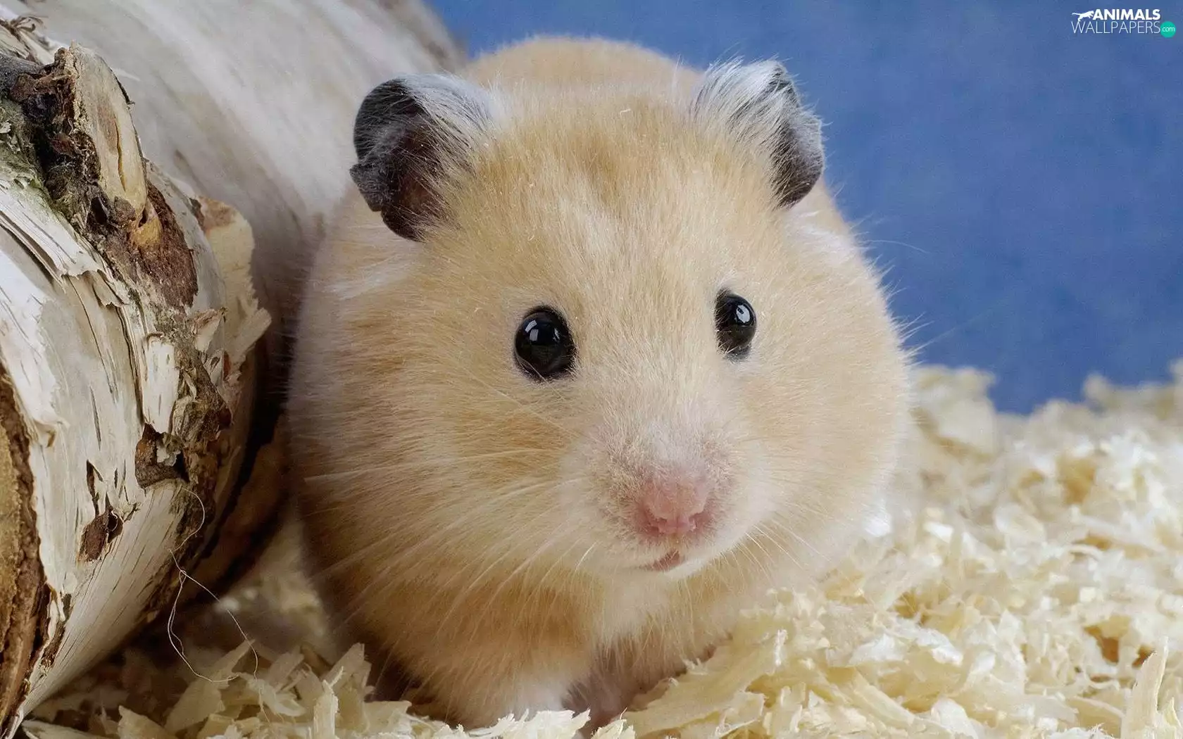 sawdust, hamster, Eyes