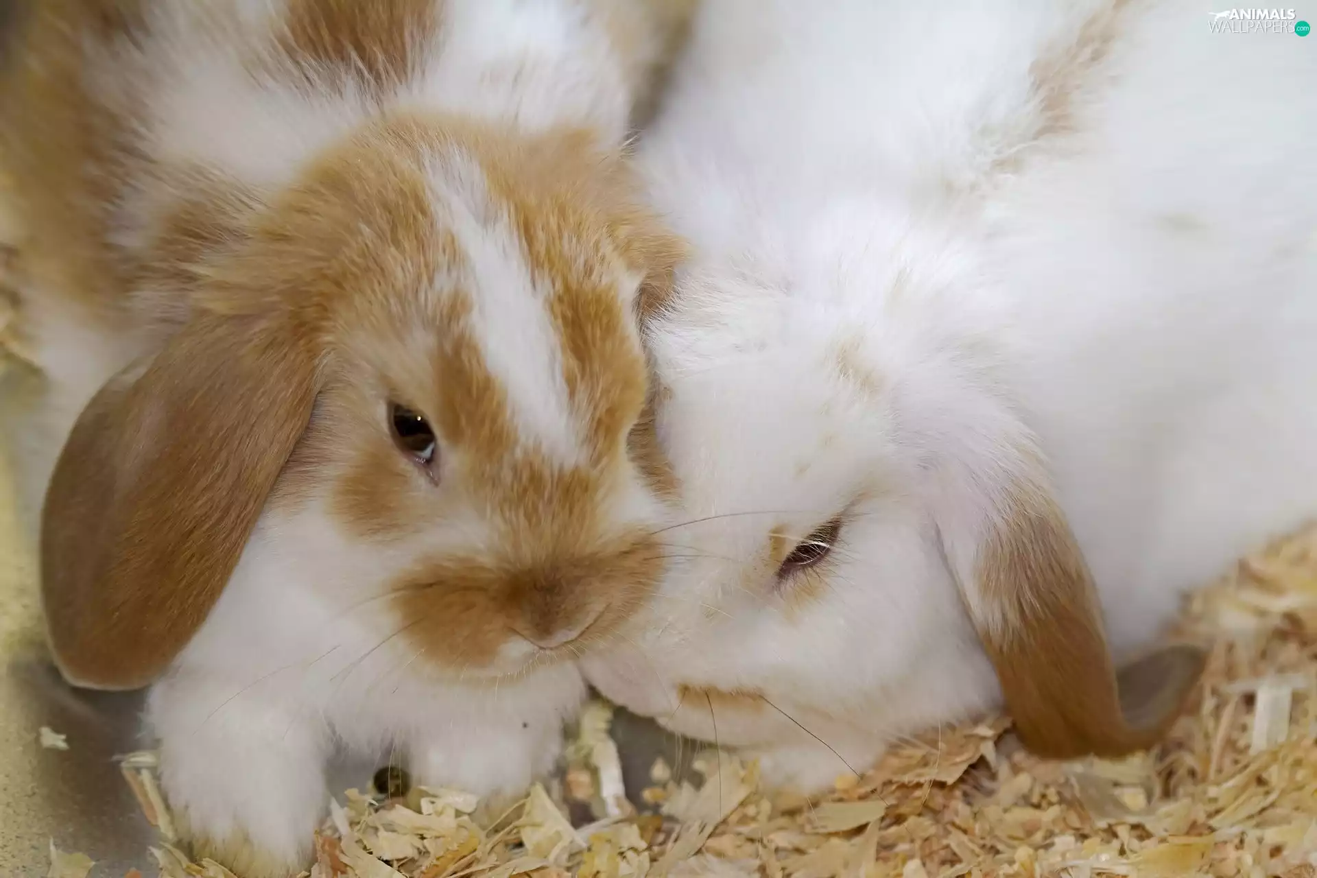 sawdust, Three, rabbits