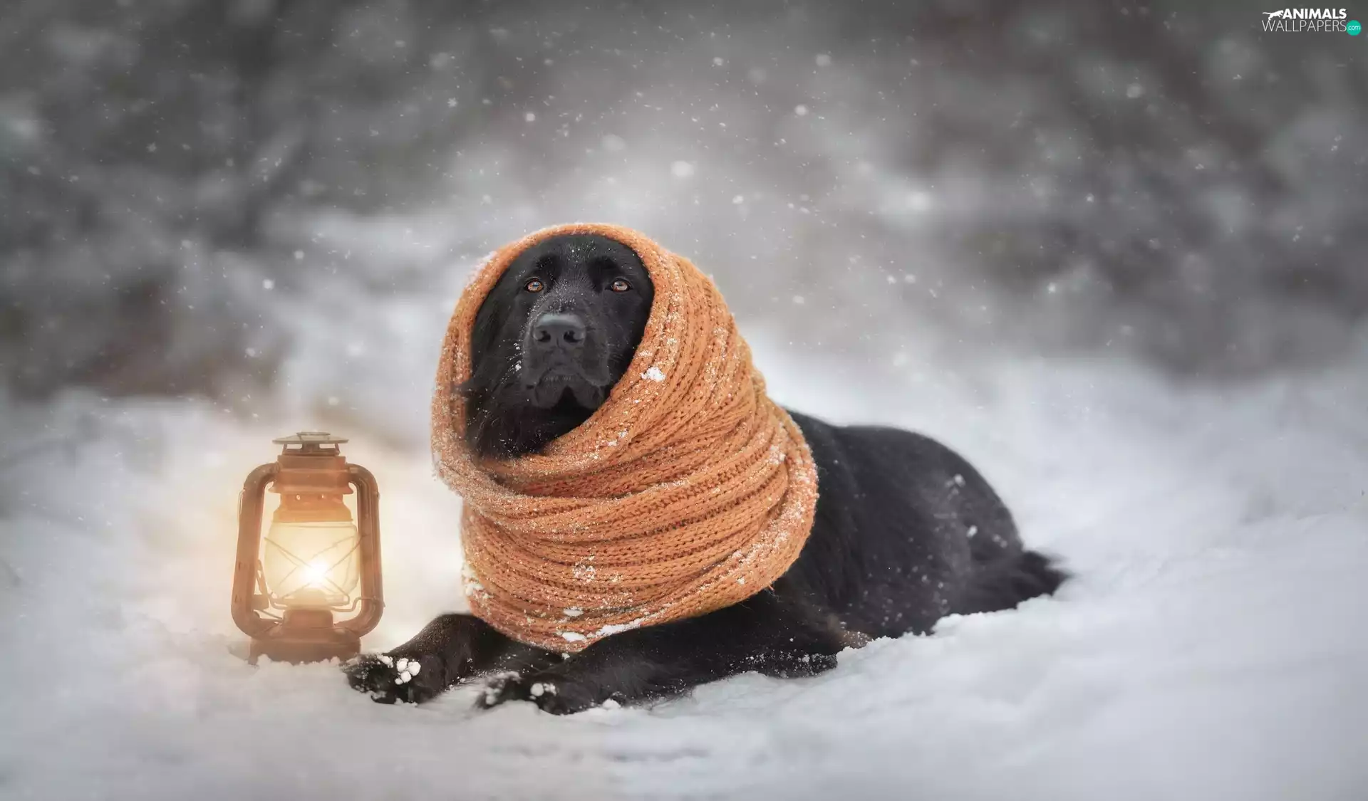 dog, Lamp, winter, Scarf