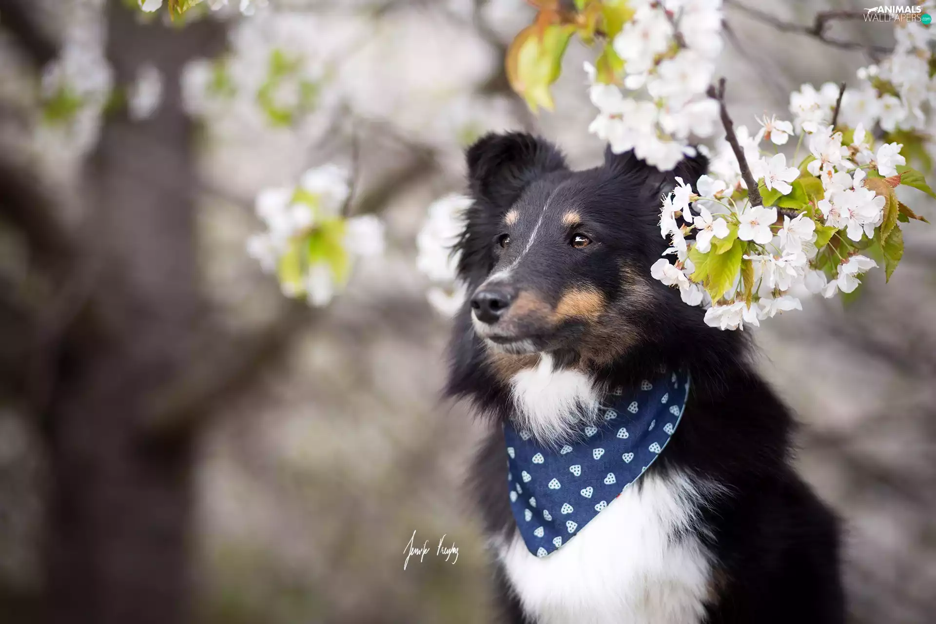 dog, scarf, Flowers, shetland Sheepdog