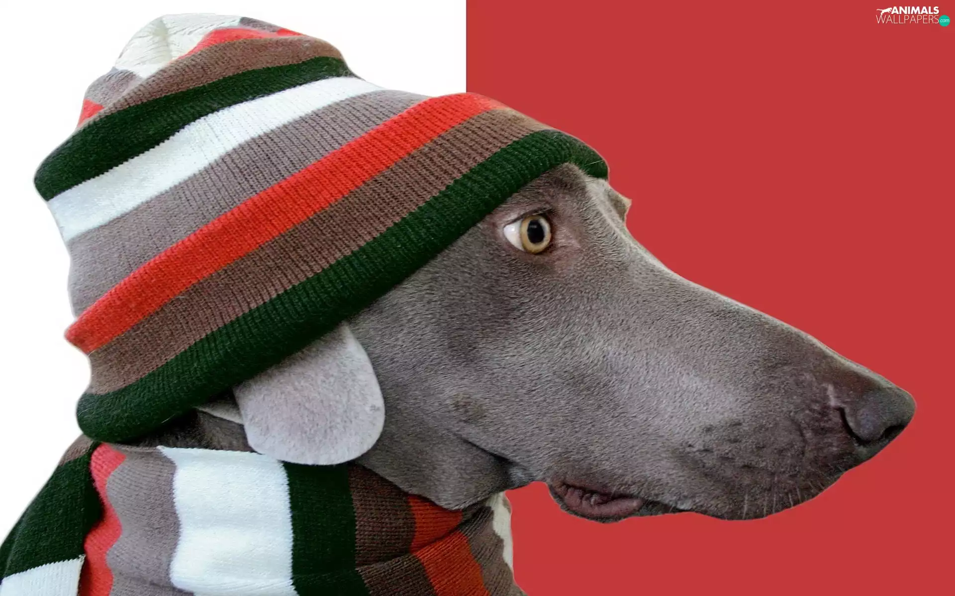 Scarf, dog, Hat