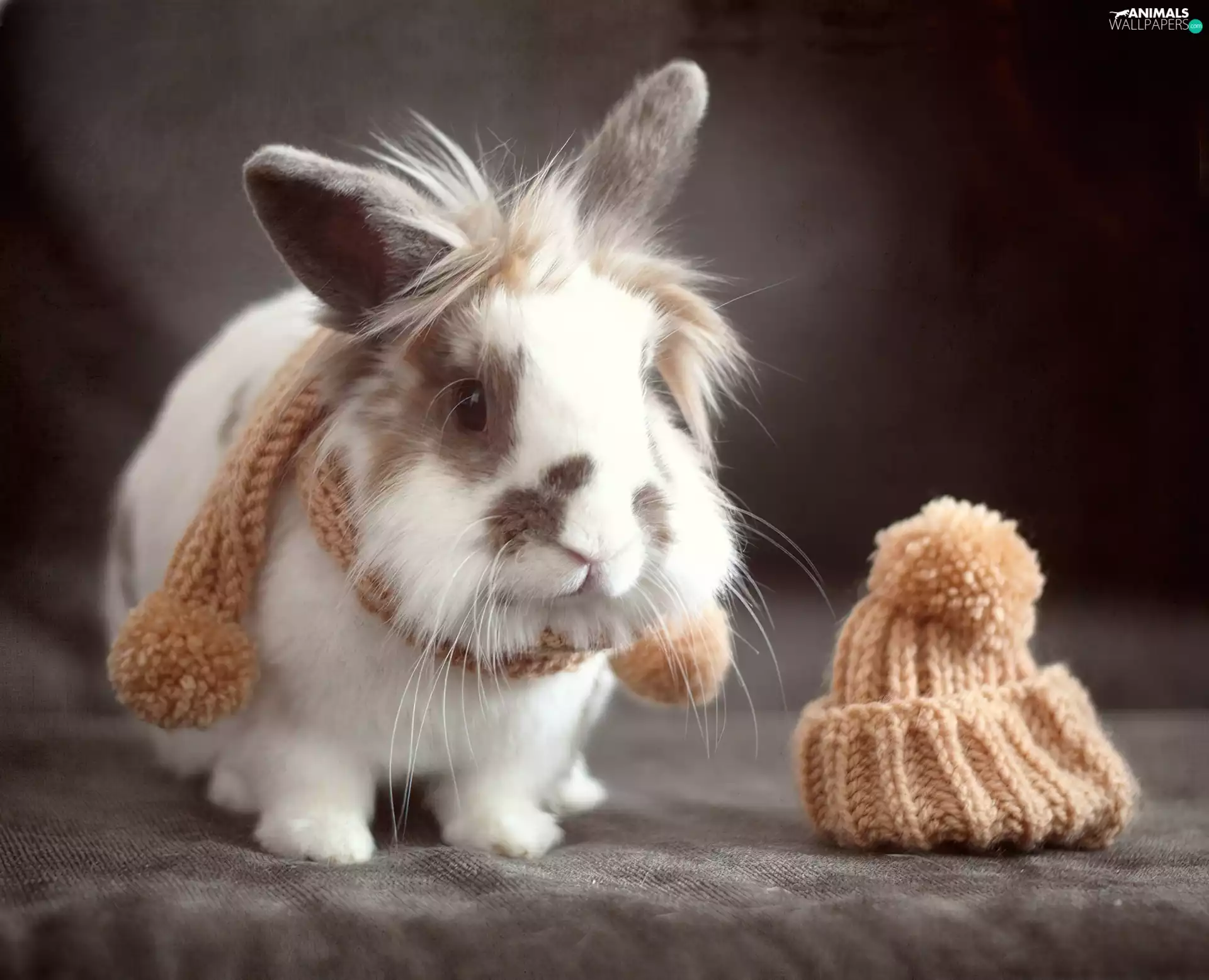 Scarf, Rabbit, Hat