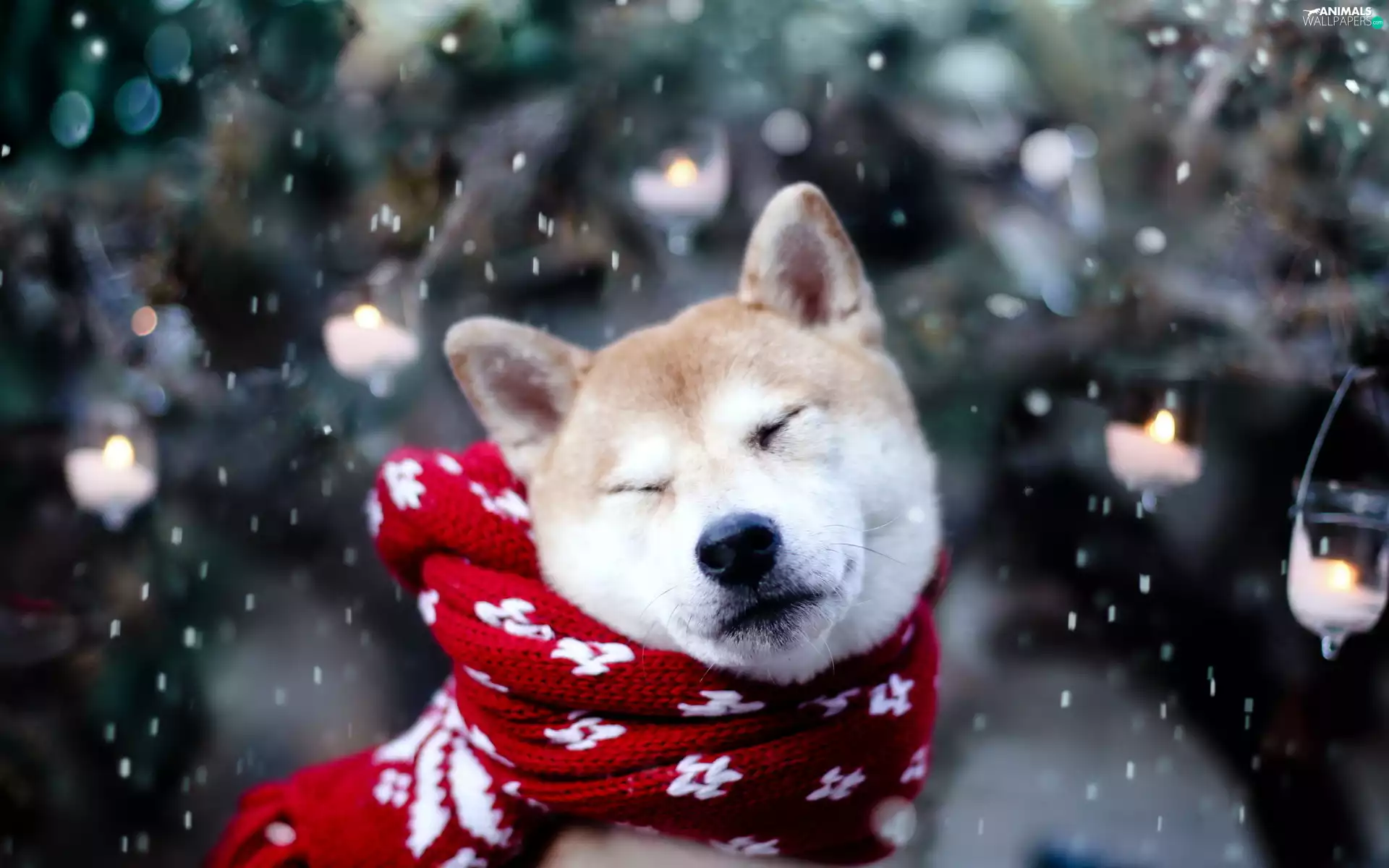 dog, Scarf, snow, Akita Inu